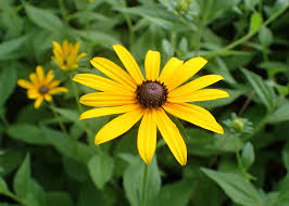 Rudbeckia Hirta "Blackeyed Susan"