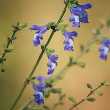 Salvia Azure "Azure Blue Sage"