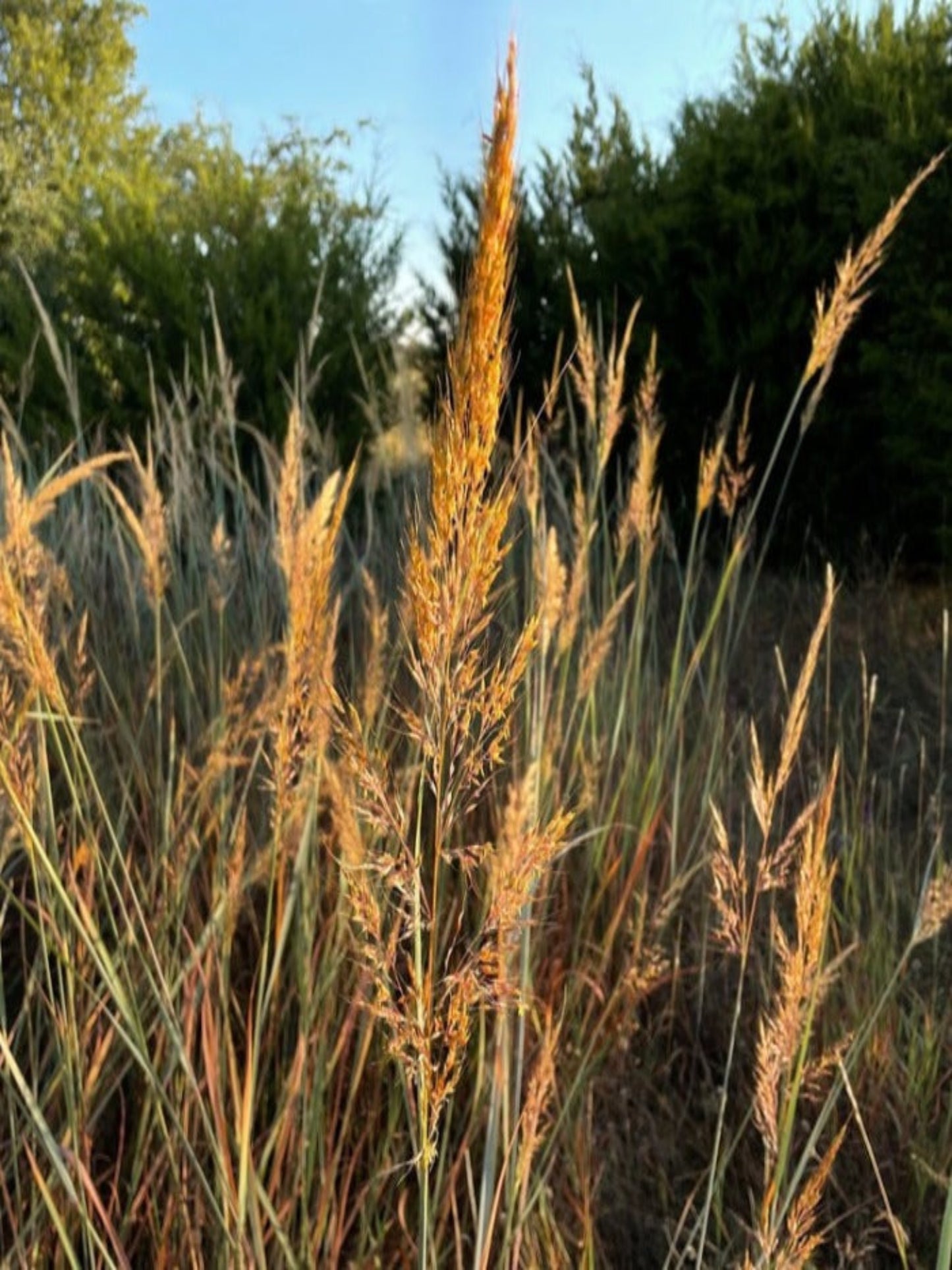 Sorghastrum nutans " yellow Indian grass" is the host plant for Georgia Satyr butterfly