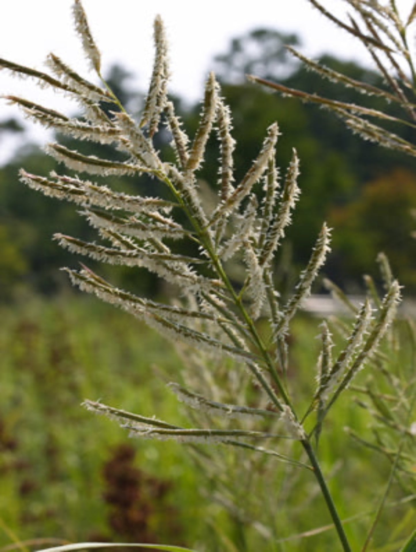 spartina cynosuroides " big cordgrass" is host plant for saltmarsh skipper butterfly
