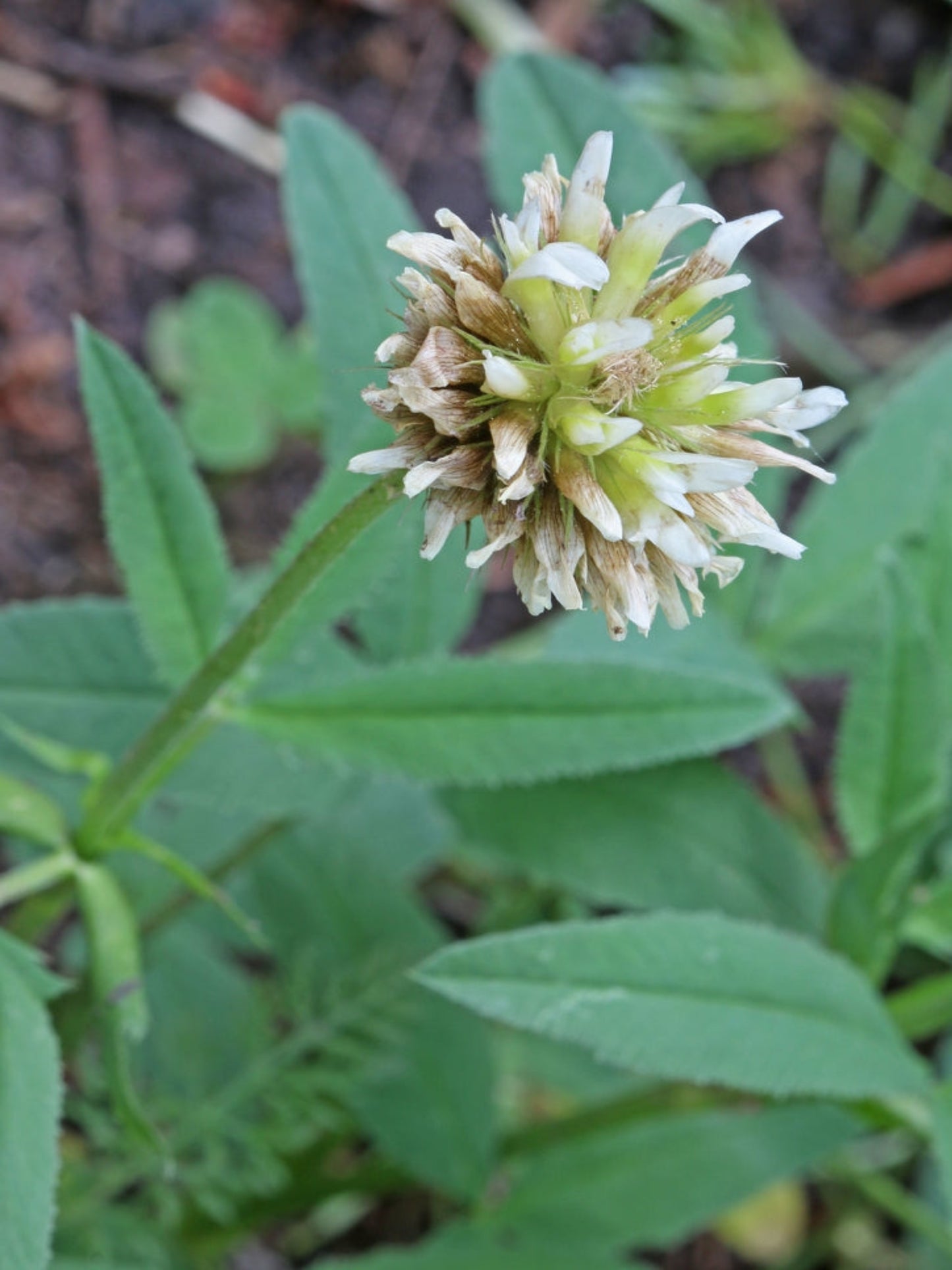 trifolium reflexui is the host plant for orange sulphur butterfly
