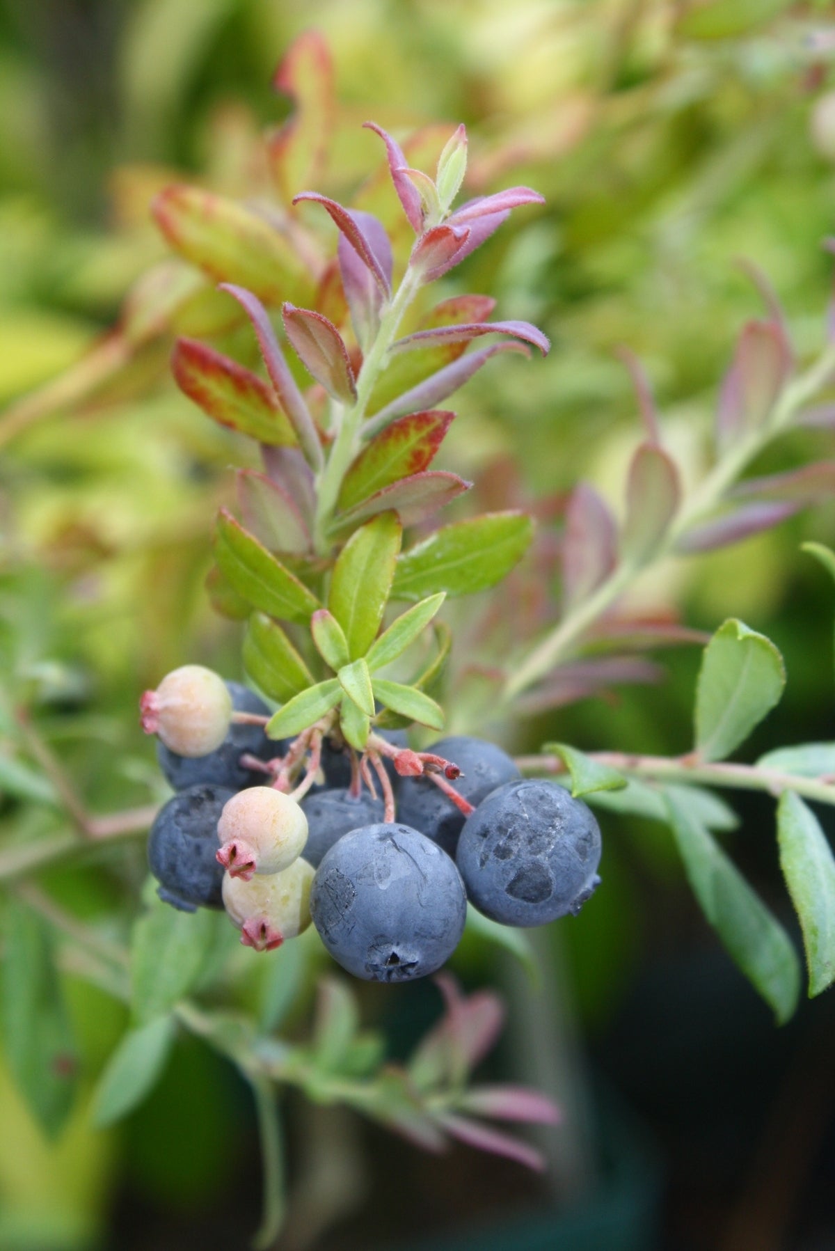 "Vaccinium Darrowii "Darrow's Blueberry"