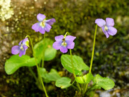 Viola Sororia " Common Blue Violet"