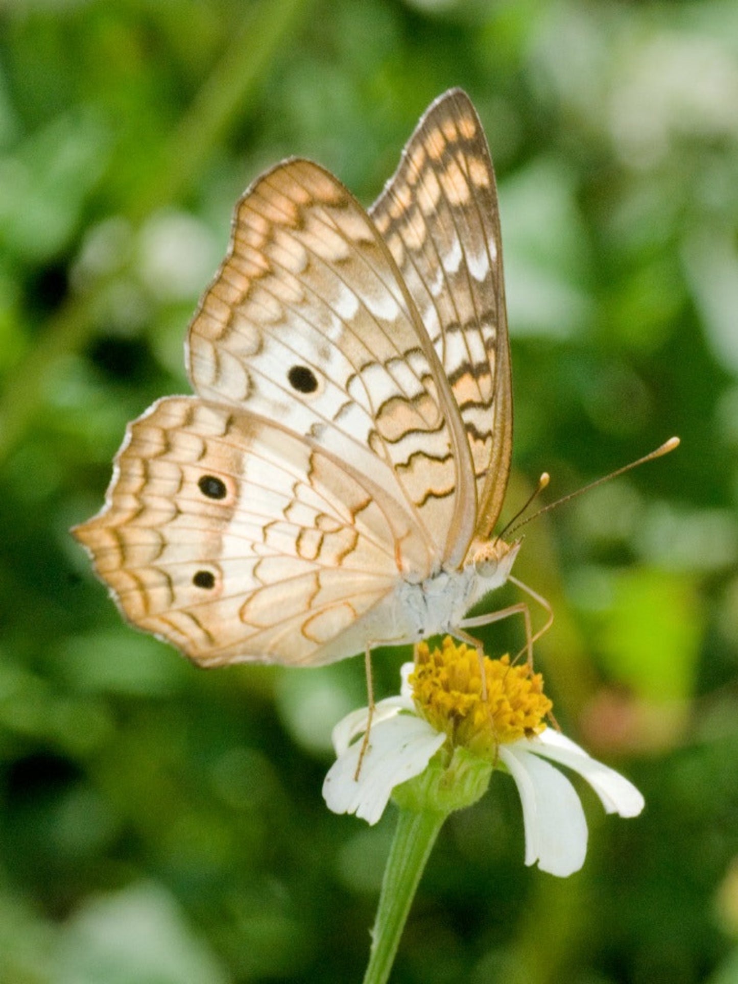 white peacock butterfly on his nectar flower biddens alba