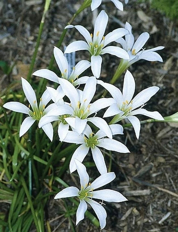 Zephyranthes Atamasca "Rain Lily"