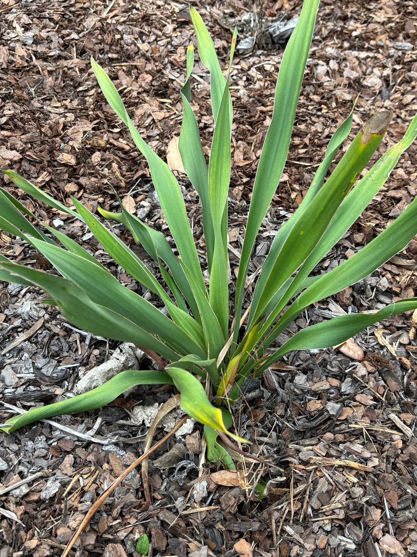Adam needle is uses as the host plant for Cofaqui Giant Skipper