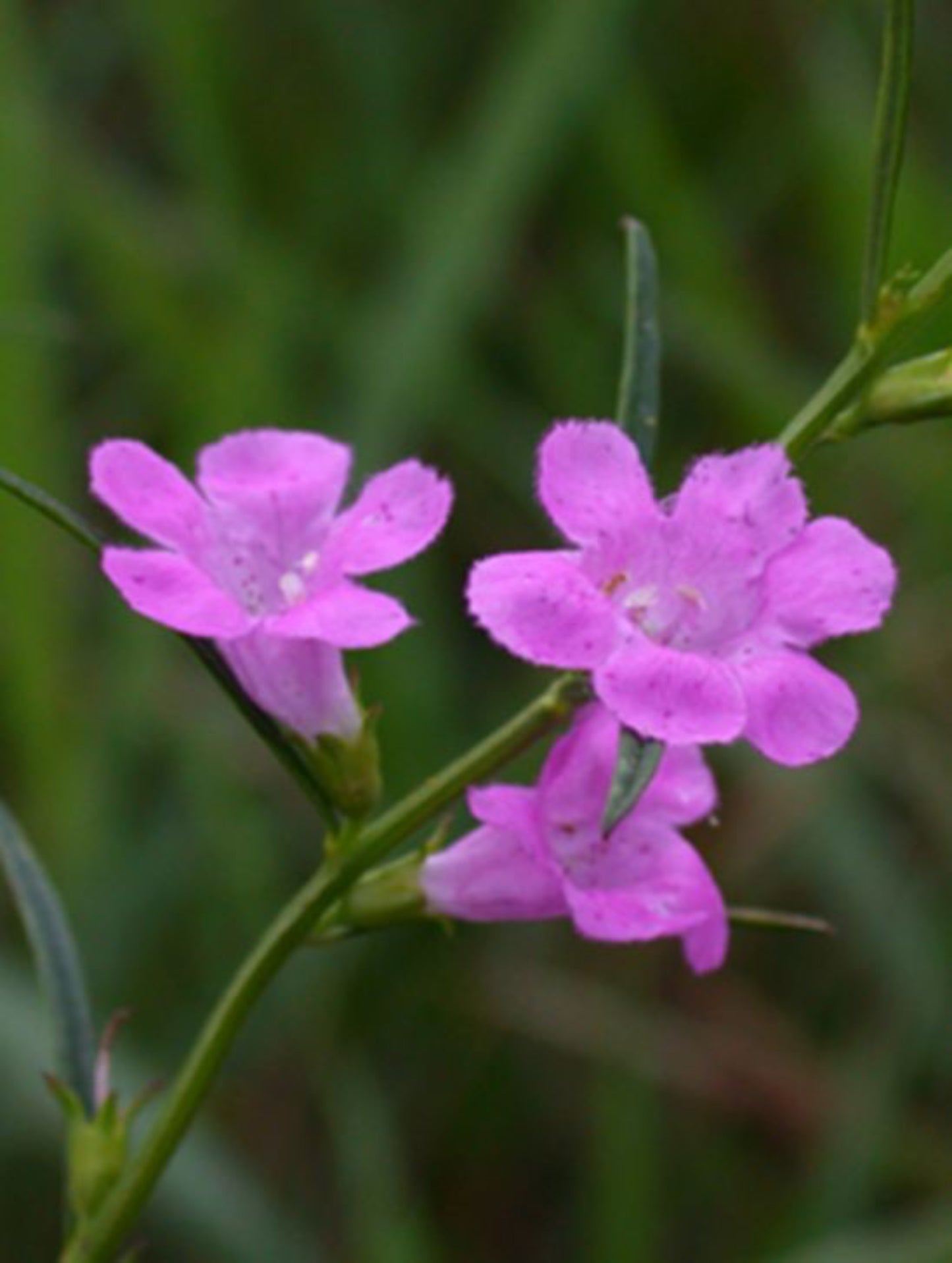 Agalinis purpurea" purple false indigo" is the host plant for buckeye butterfly