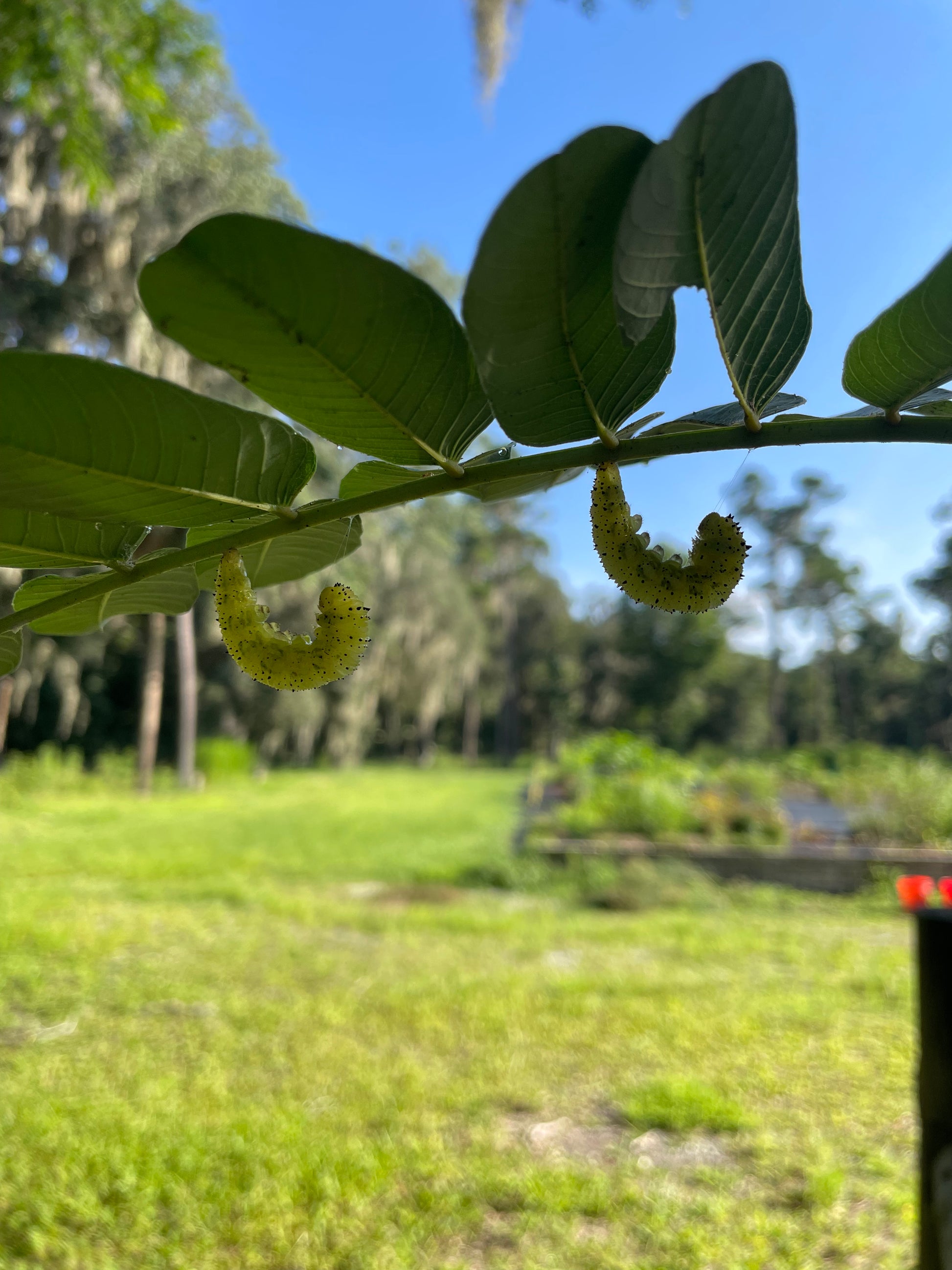 Senna plata with caterpillar sulphur on