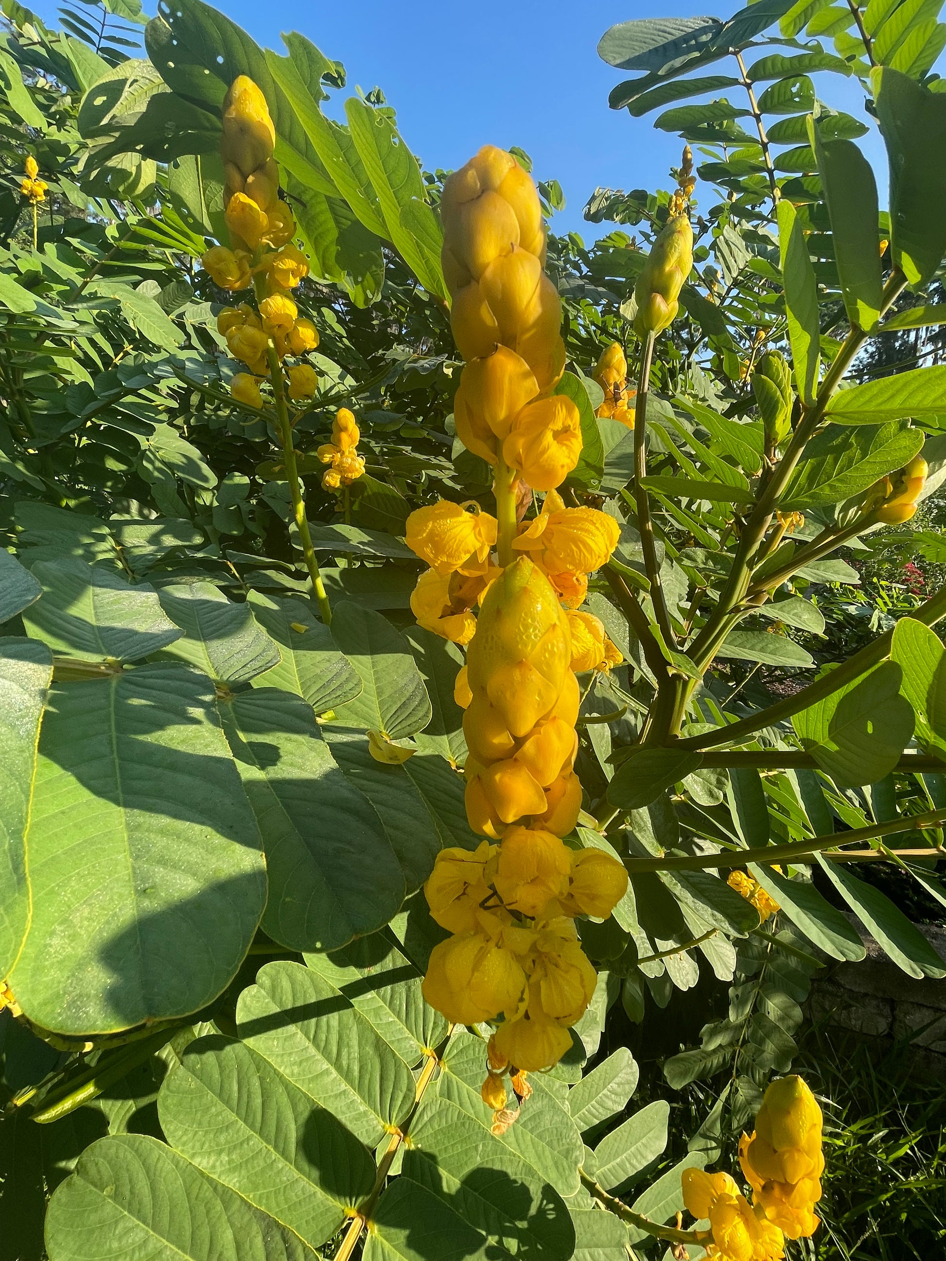 Senna alata flower is the host plant for sulphur butterfly
