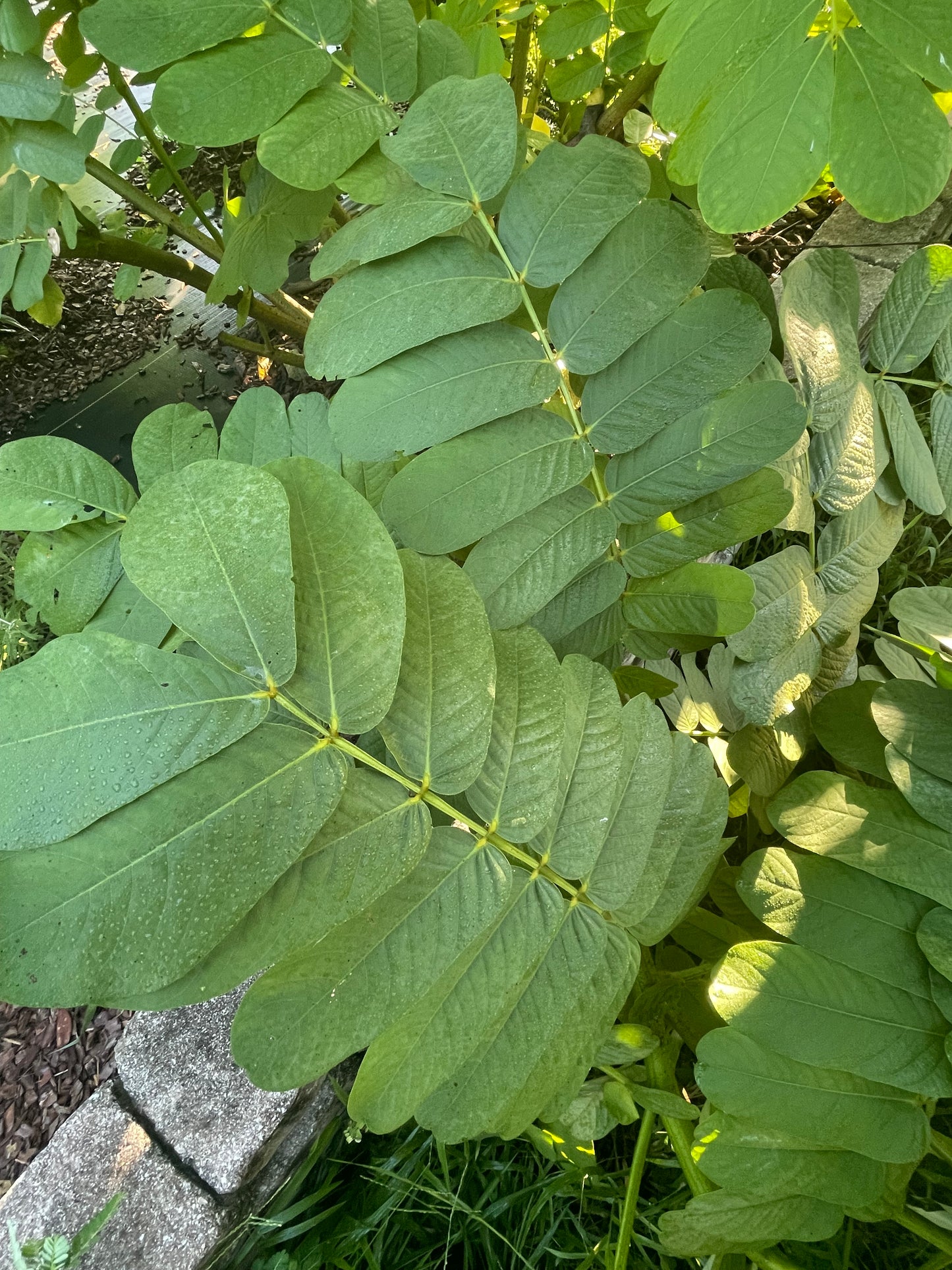 Senna alata " Cassia alata" leaves are important for sulphur butterfly as host plant