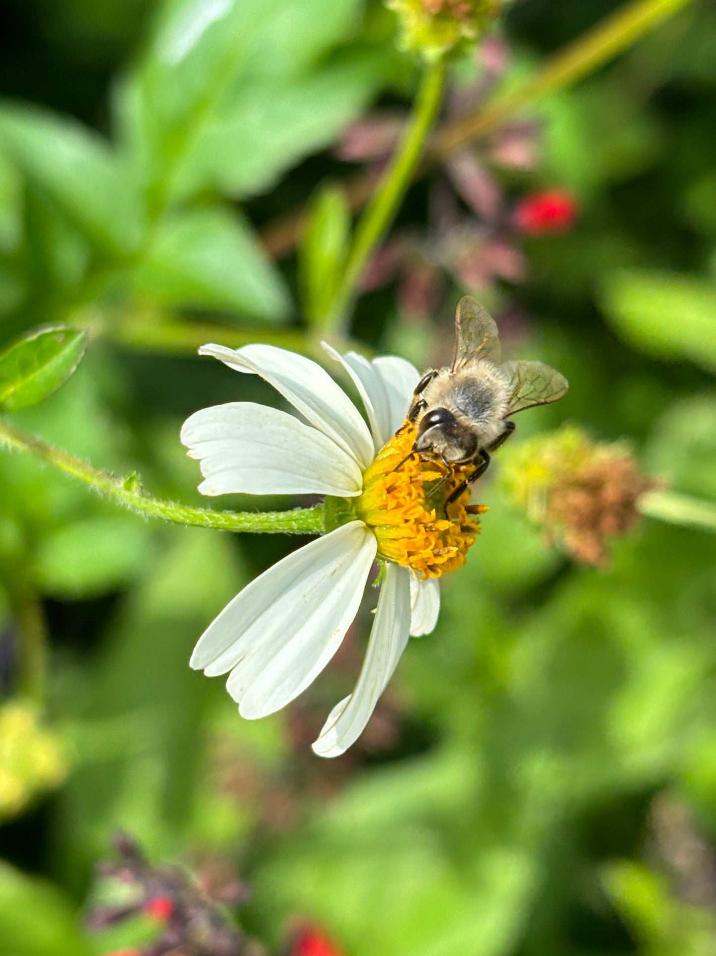 bidens alba " spanish needles" host plant for dainty sulphur butterfly