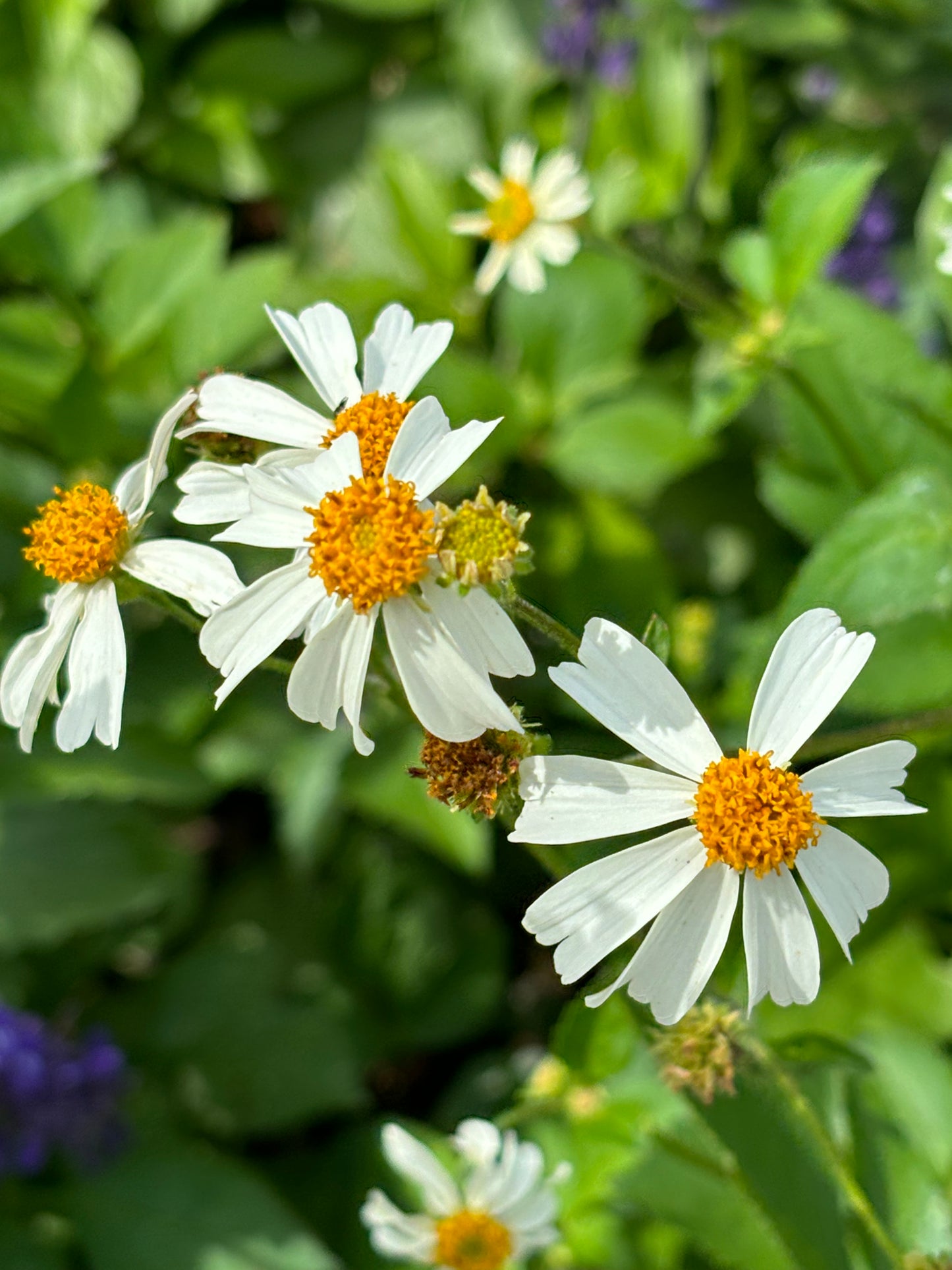 bidens alba " spanish needles" host plant for dainty sulphur butterfly