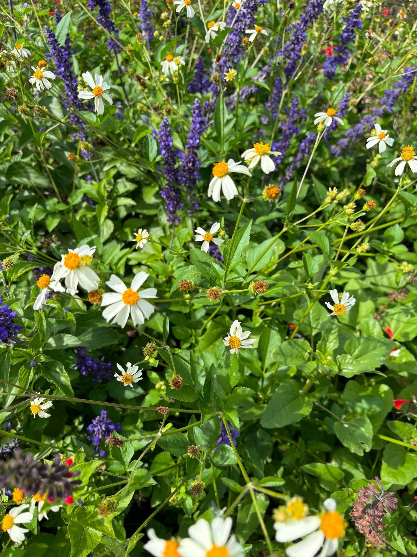 bidens alba " spanish needles" host plant for dainty sulphur butterfly
