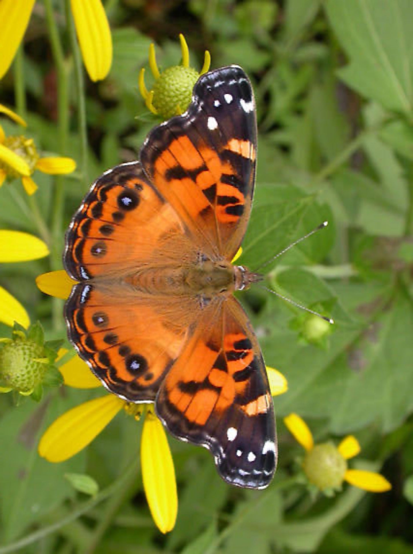 american lady butterfly uses giant ironweed as host plant