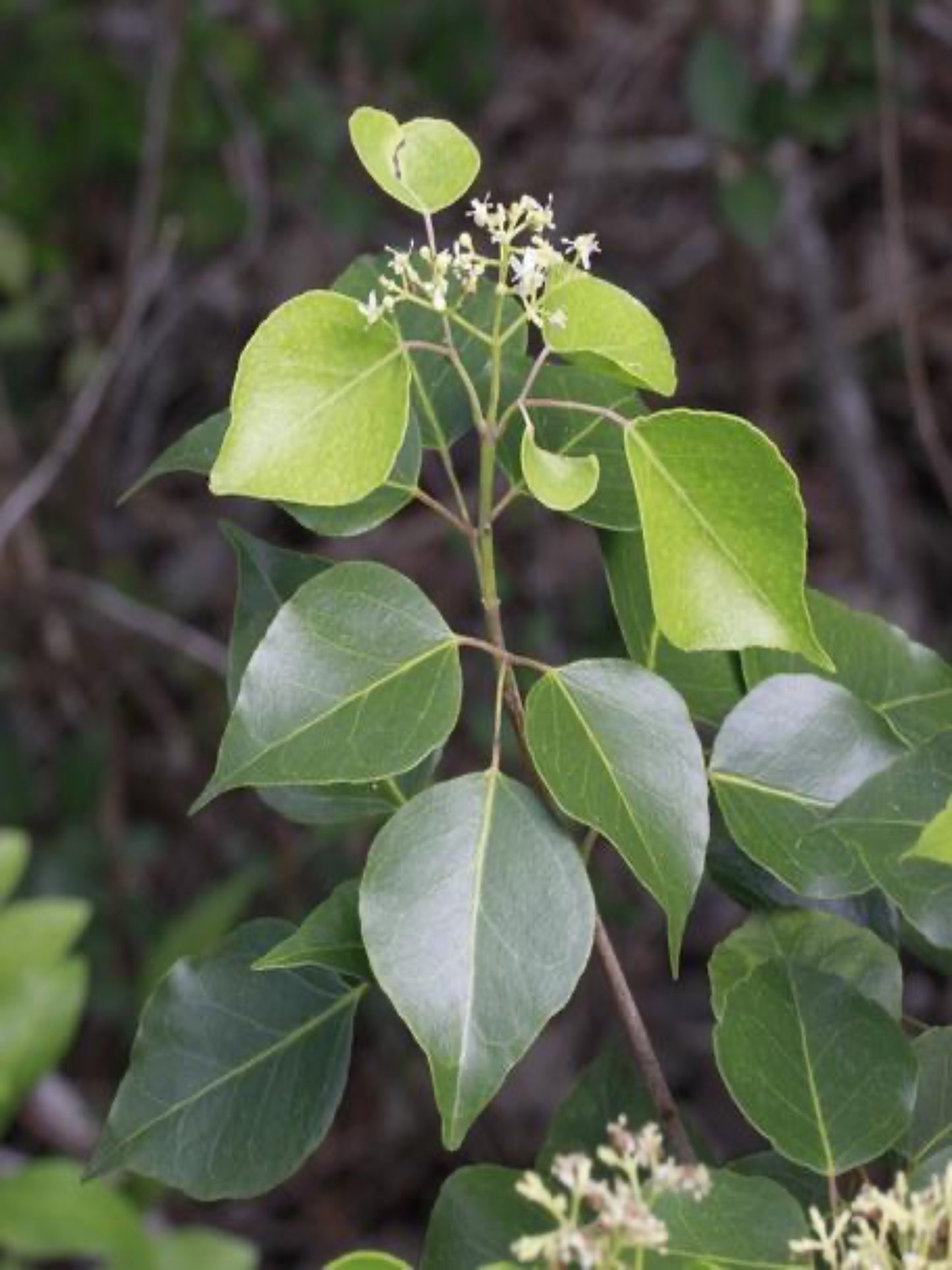 Amyris Elemifera " Sea Torchwood" host plant for Schaus swallowtail