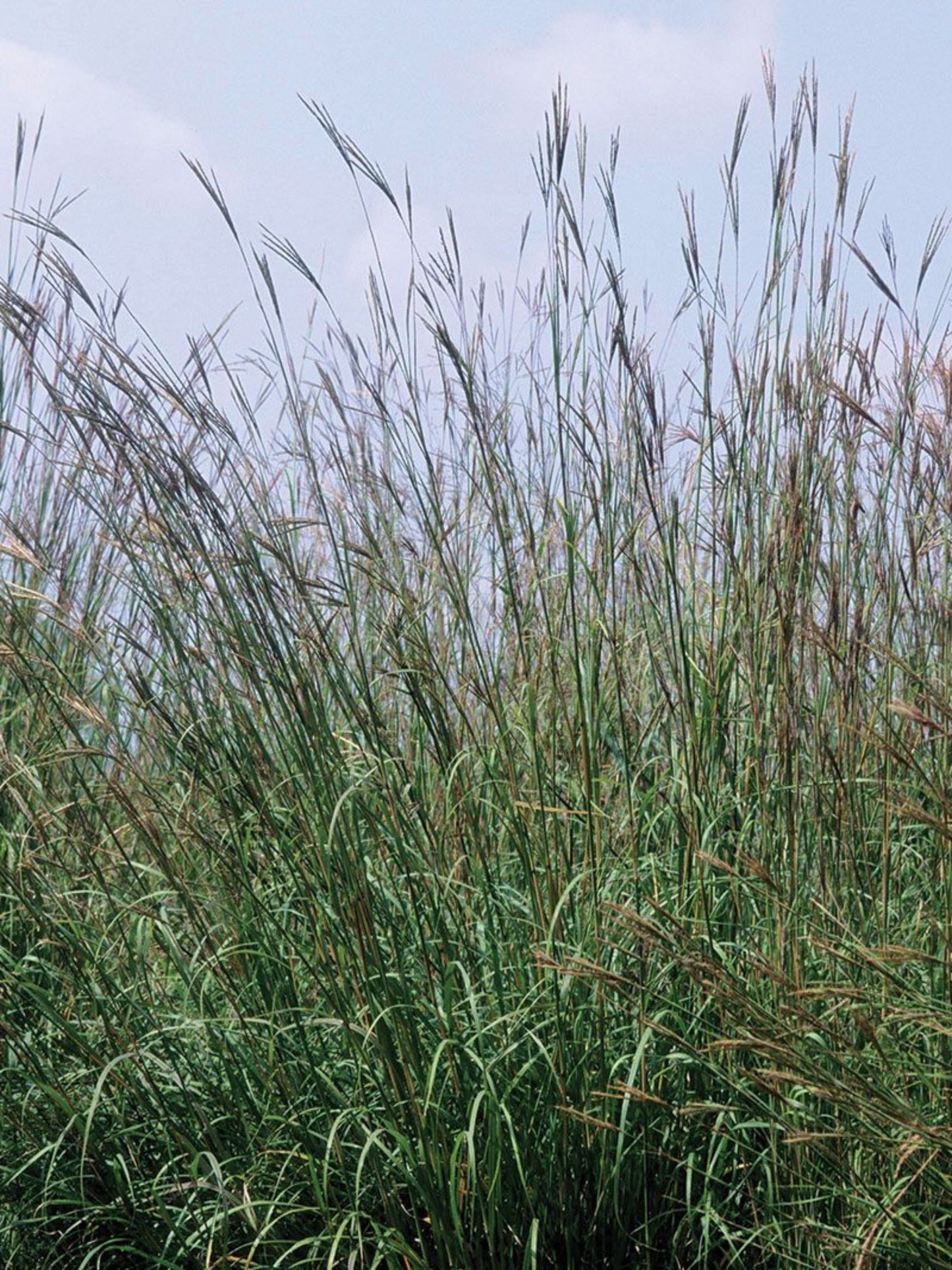 andropogon gerardii is host plant for skipper butterfly