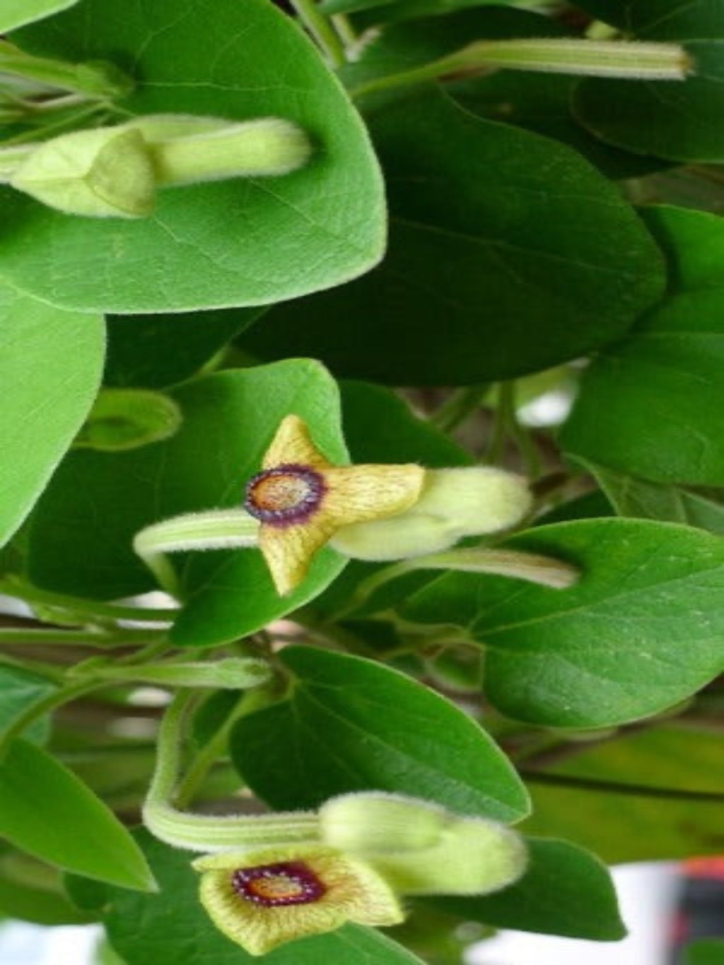 aristolochia tomentosa " ducthman's pipe" host plant for pipevine and polydamas swallowtail butterfly