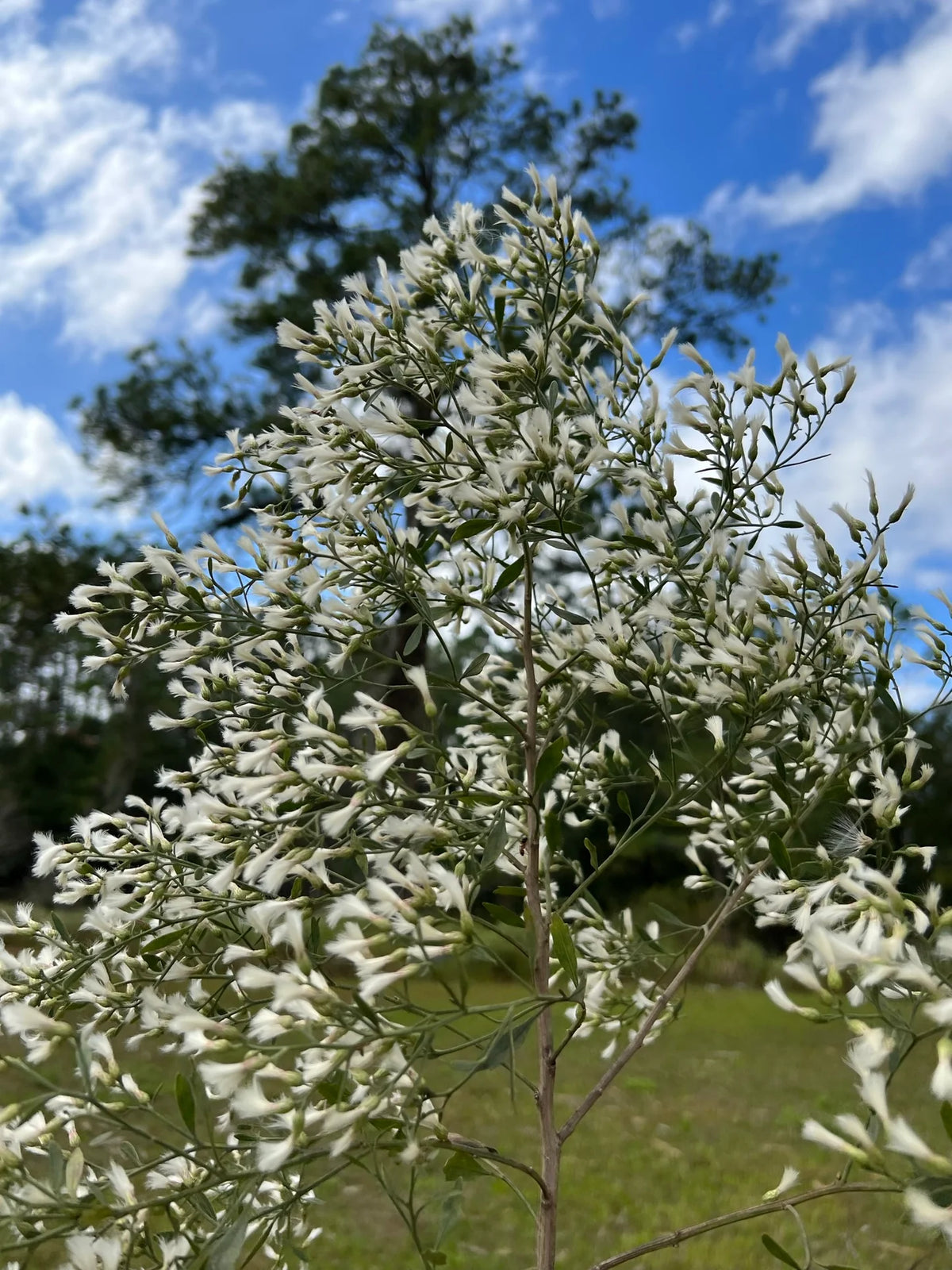 Baccharis Halimifolia "Saltbush"