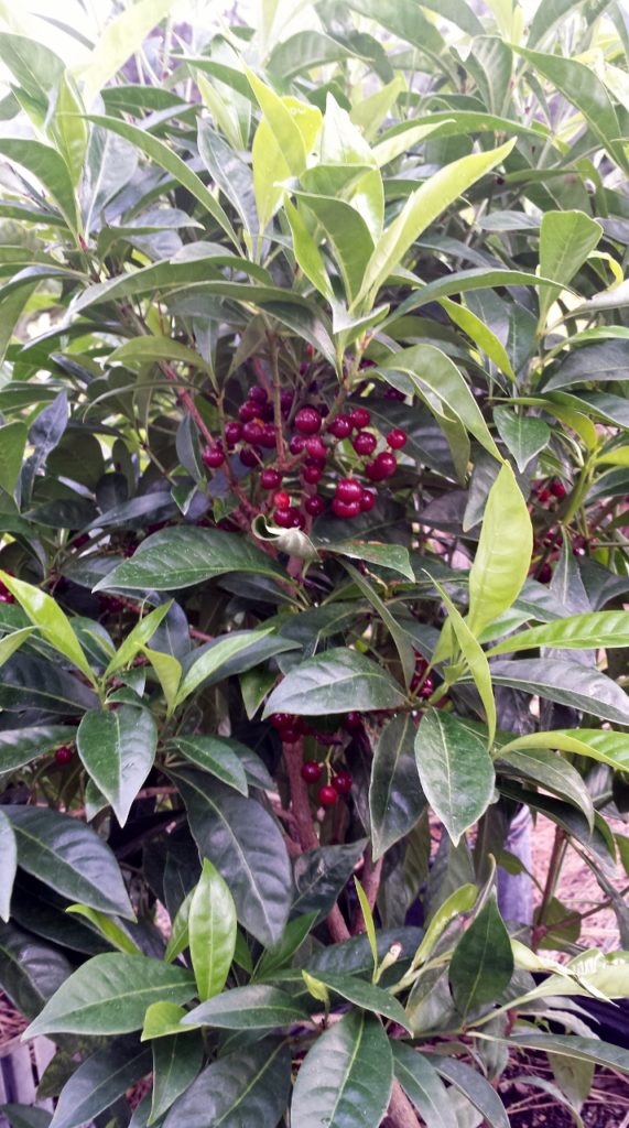 Psychotria Ligustrifolia " Bahama Coffee plant"
