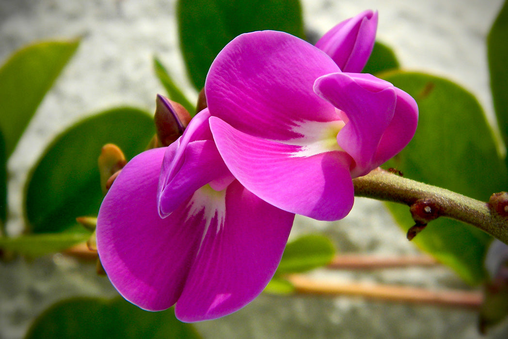 Canavalia Rosea "Beach Bean"