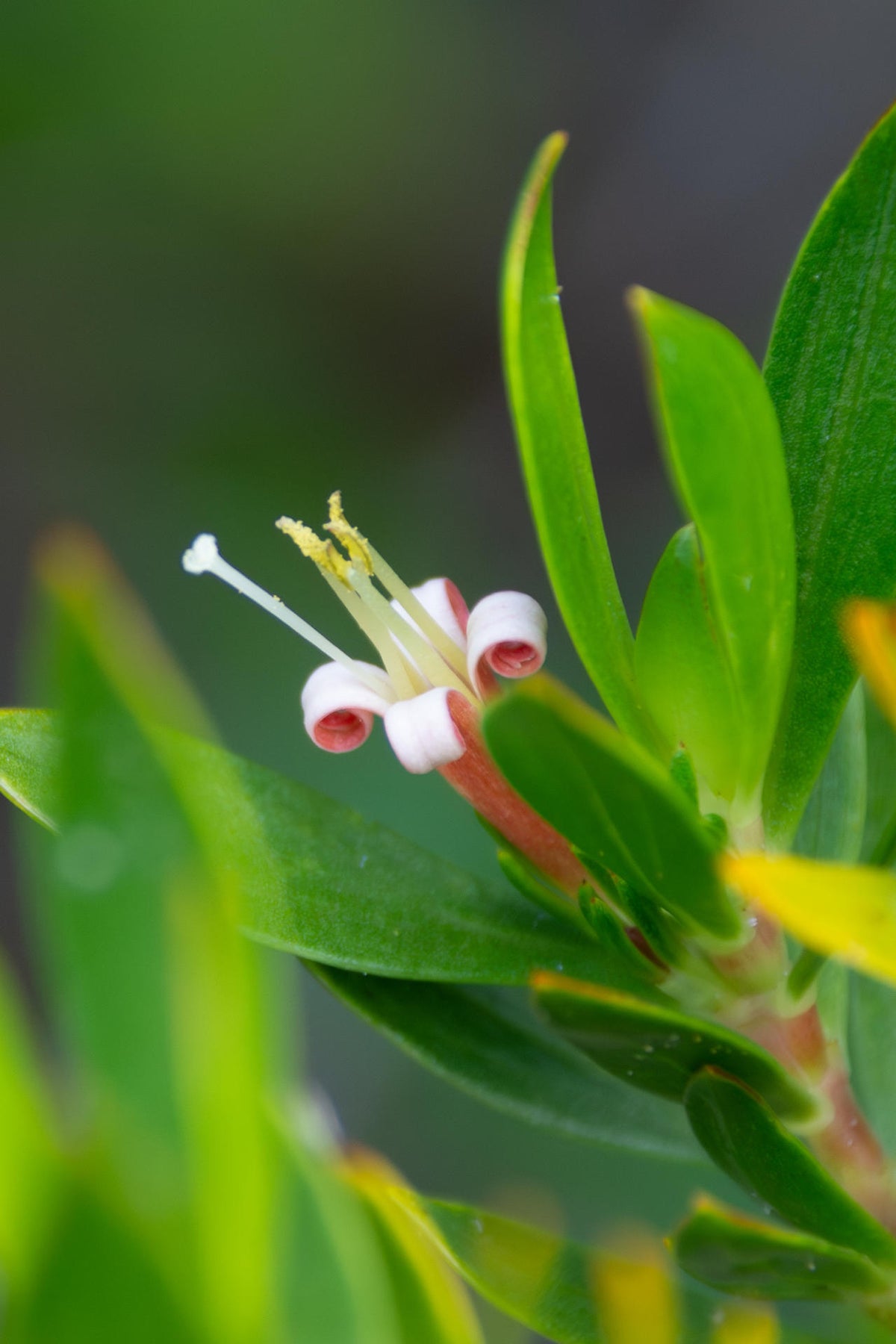 Ernodea Littoralis "Beach Creeper"