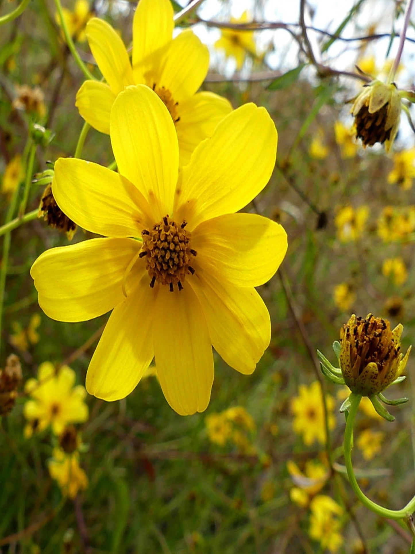 bidens mitis " small fruit beggarsticks" host plant for dainty sulphur butterfly