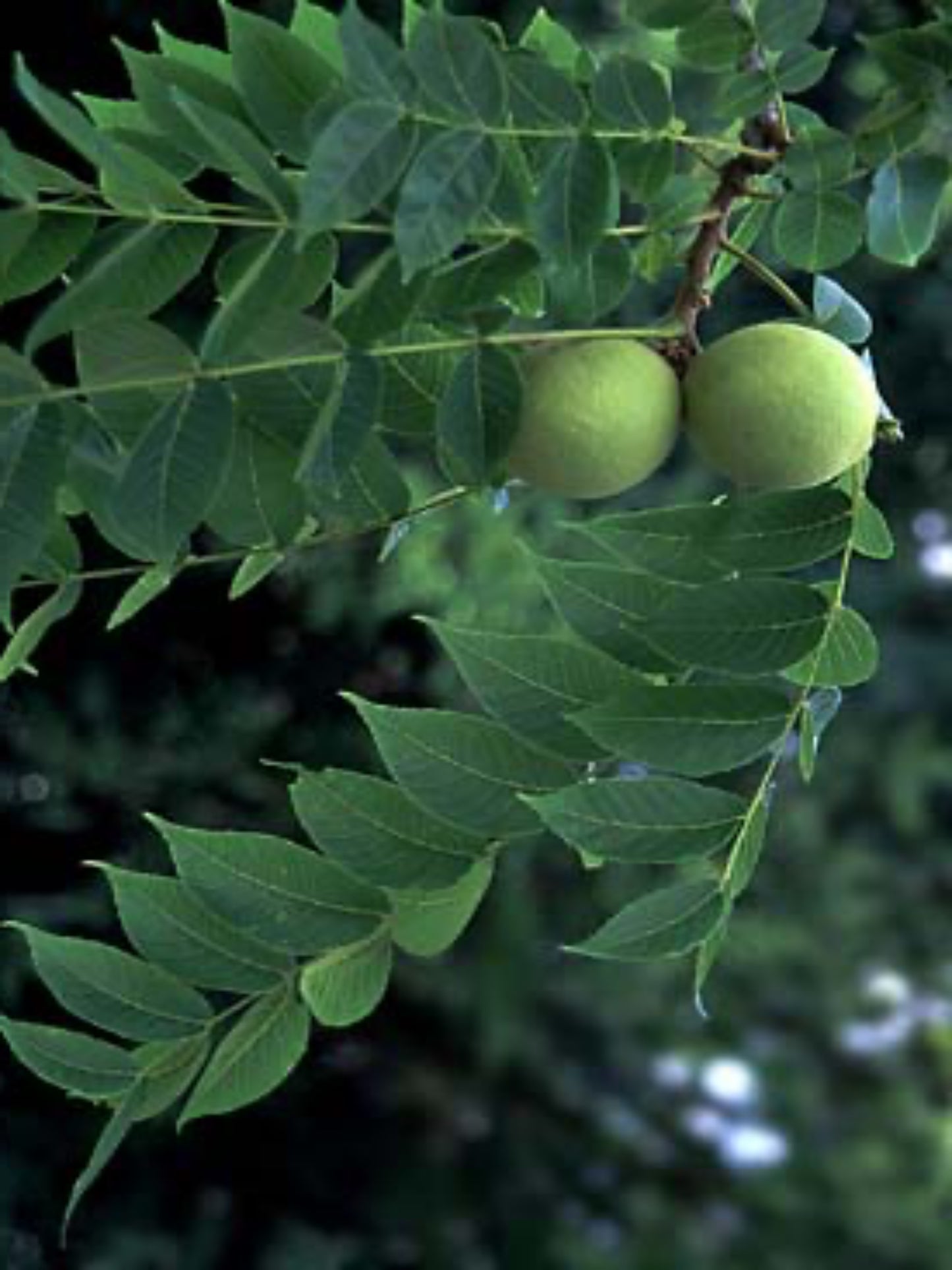 juglans nigra " black walnut" host plant of luna moth