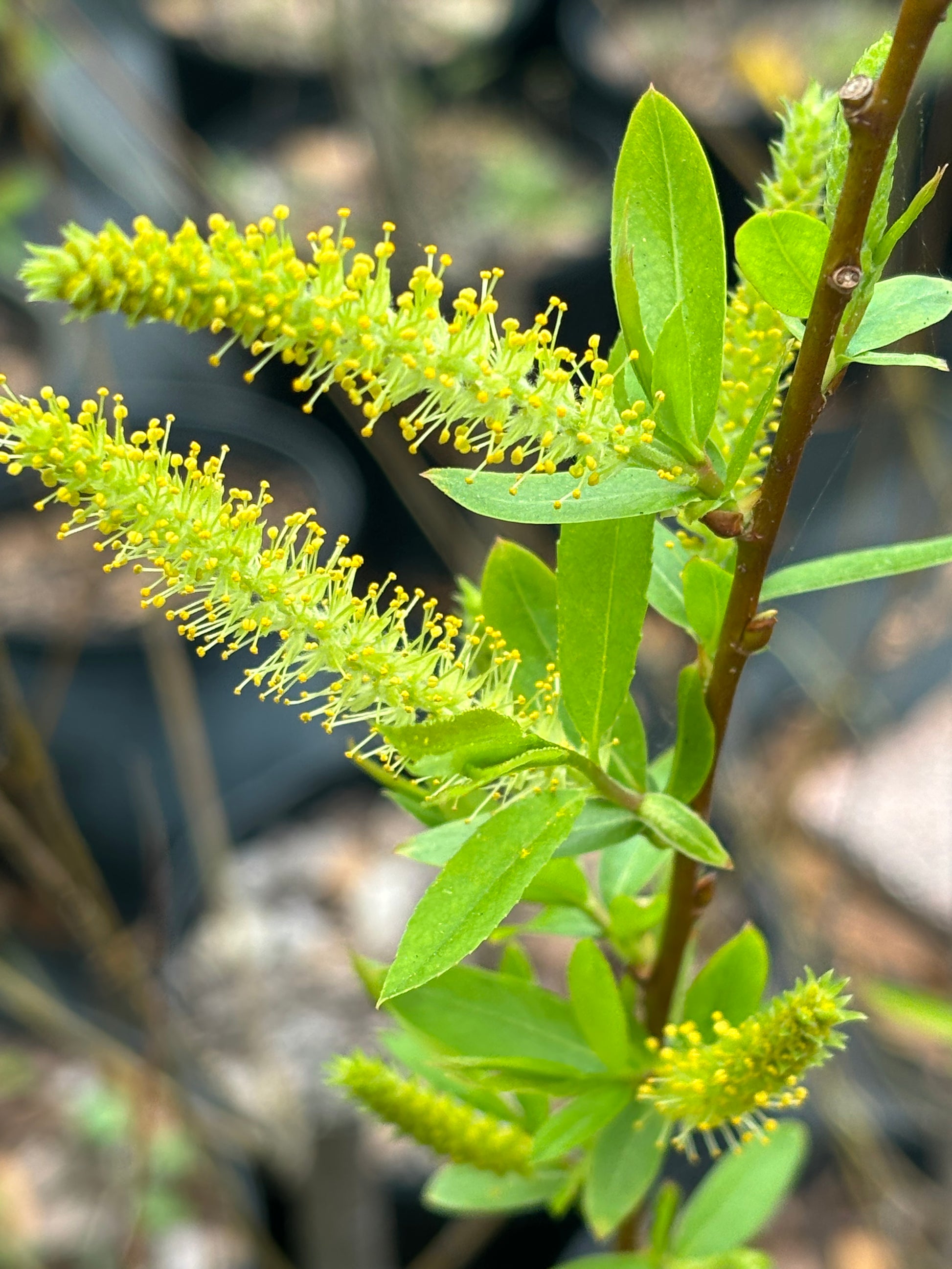 black willow flower or important for the viceroy butterfly