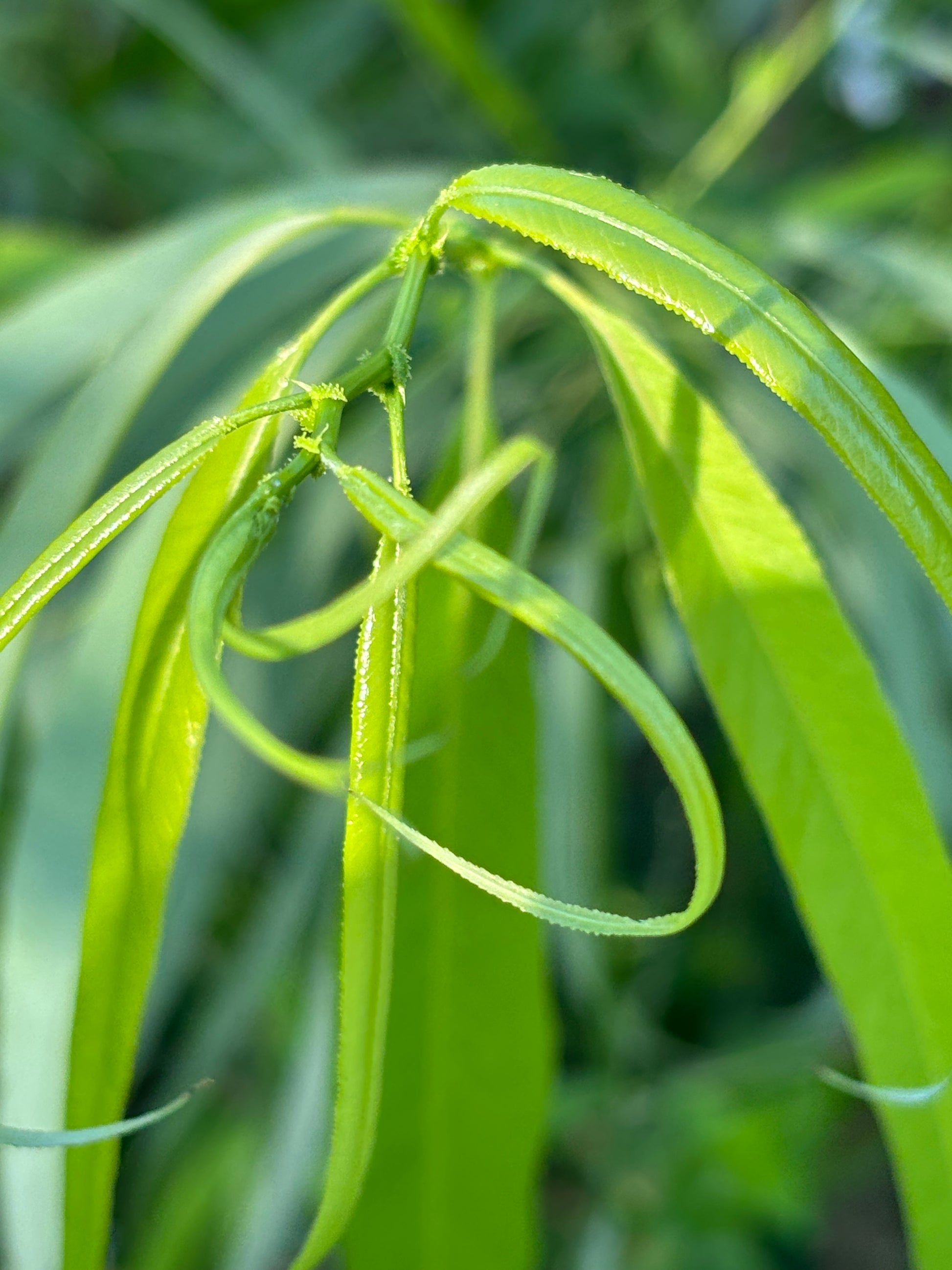 black willow leaf is important host plant for viceroy butterfly