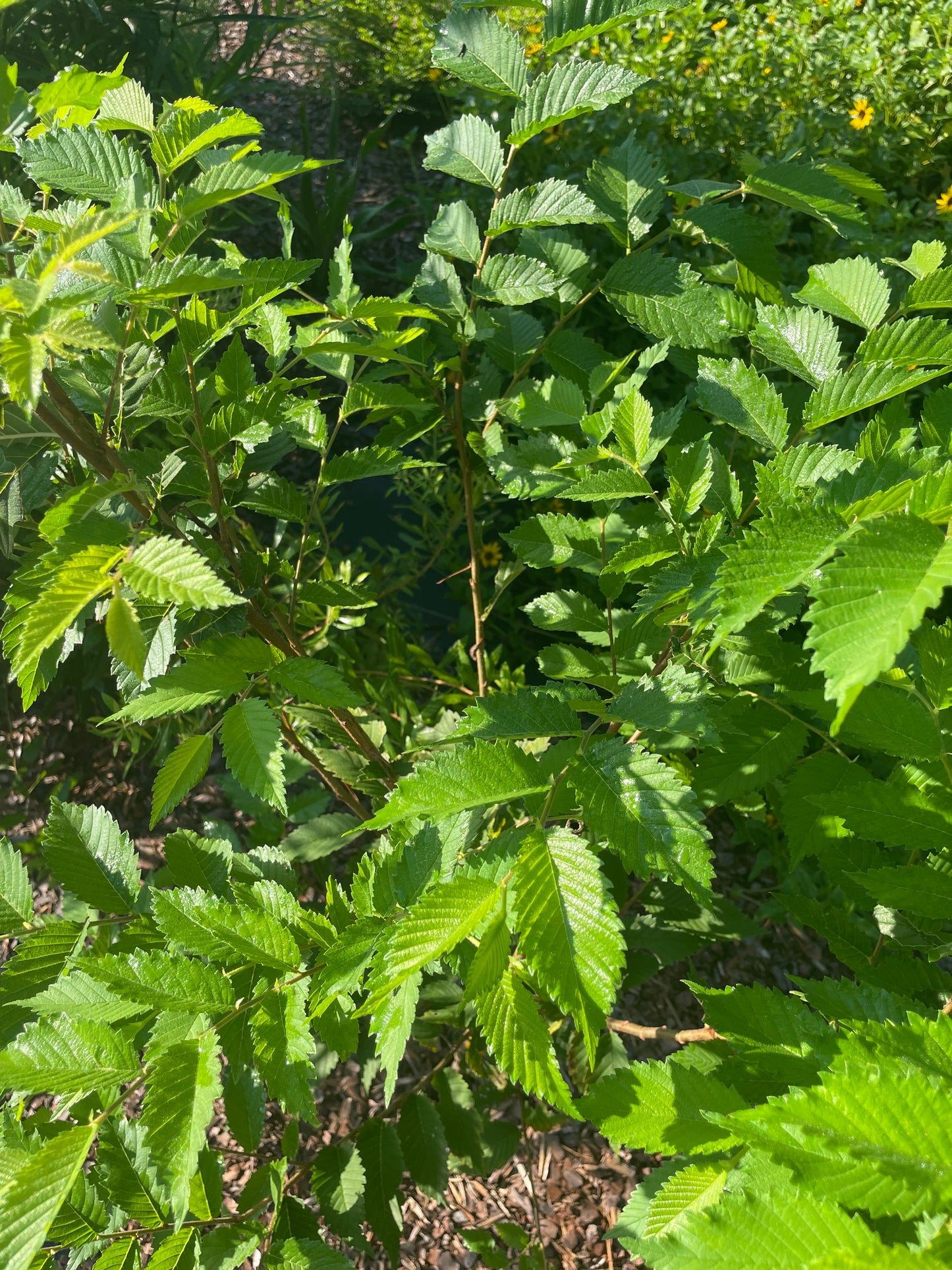 Boehmeria Cylindrica " false nettle" host plant for red admiral butterfly