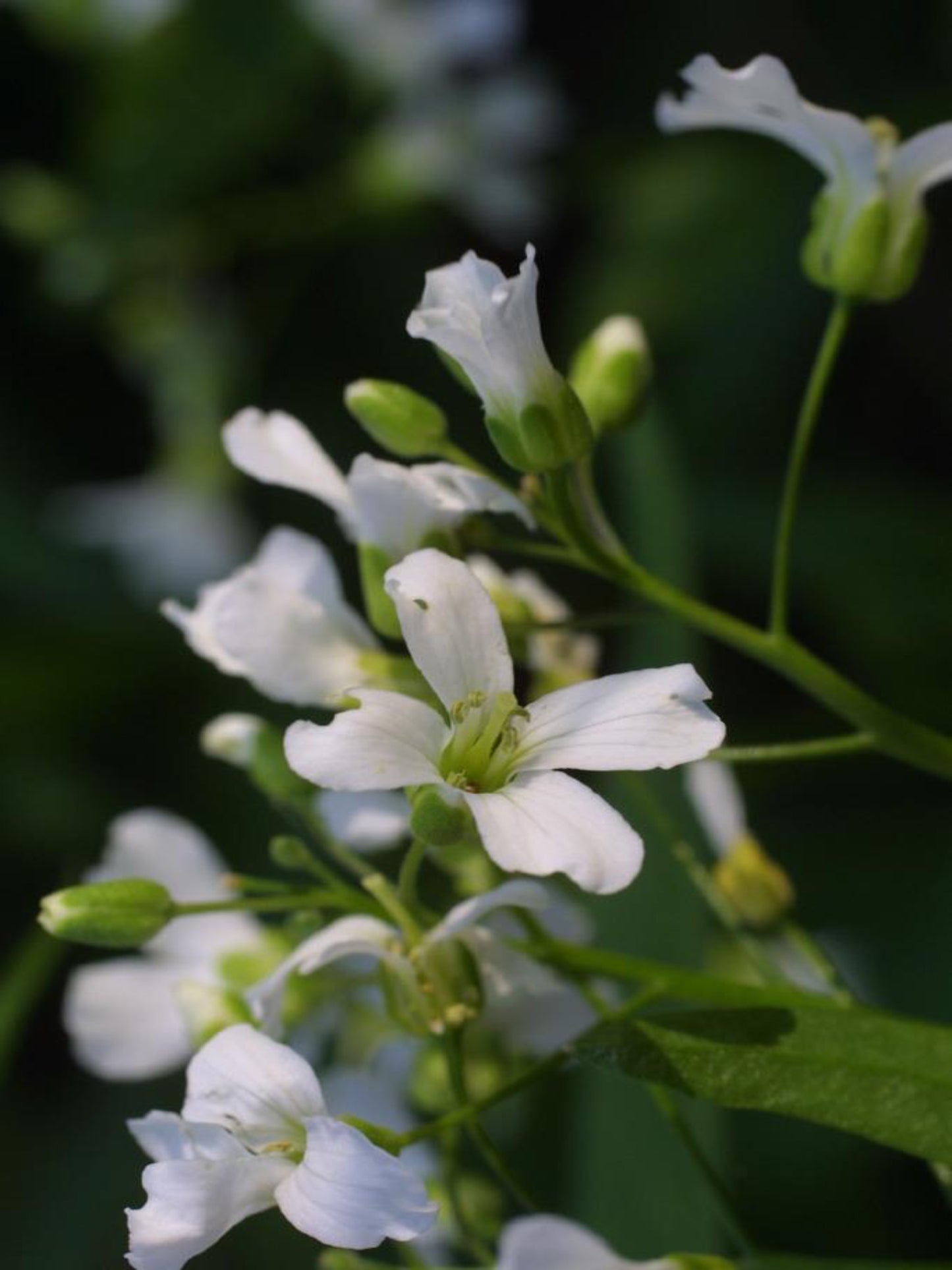 candamine bulbosa " spring cress" host plant for cabbage, checkered white butterfly