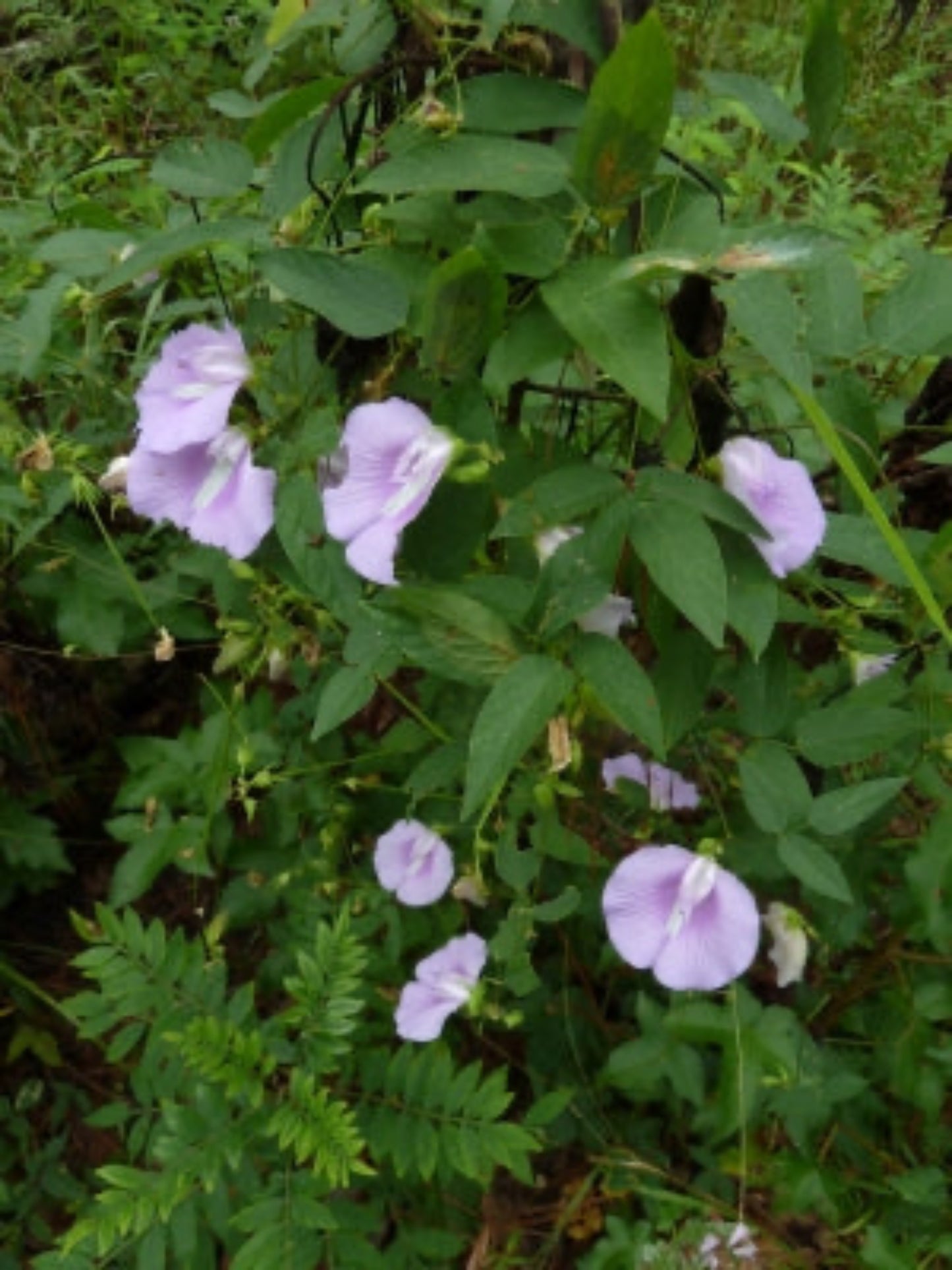 Centrosema virginiarum " Spurred butterfly pea" is the host plant for the long tail skipper butterfly