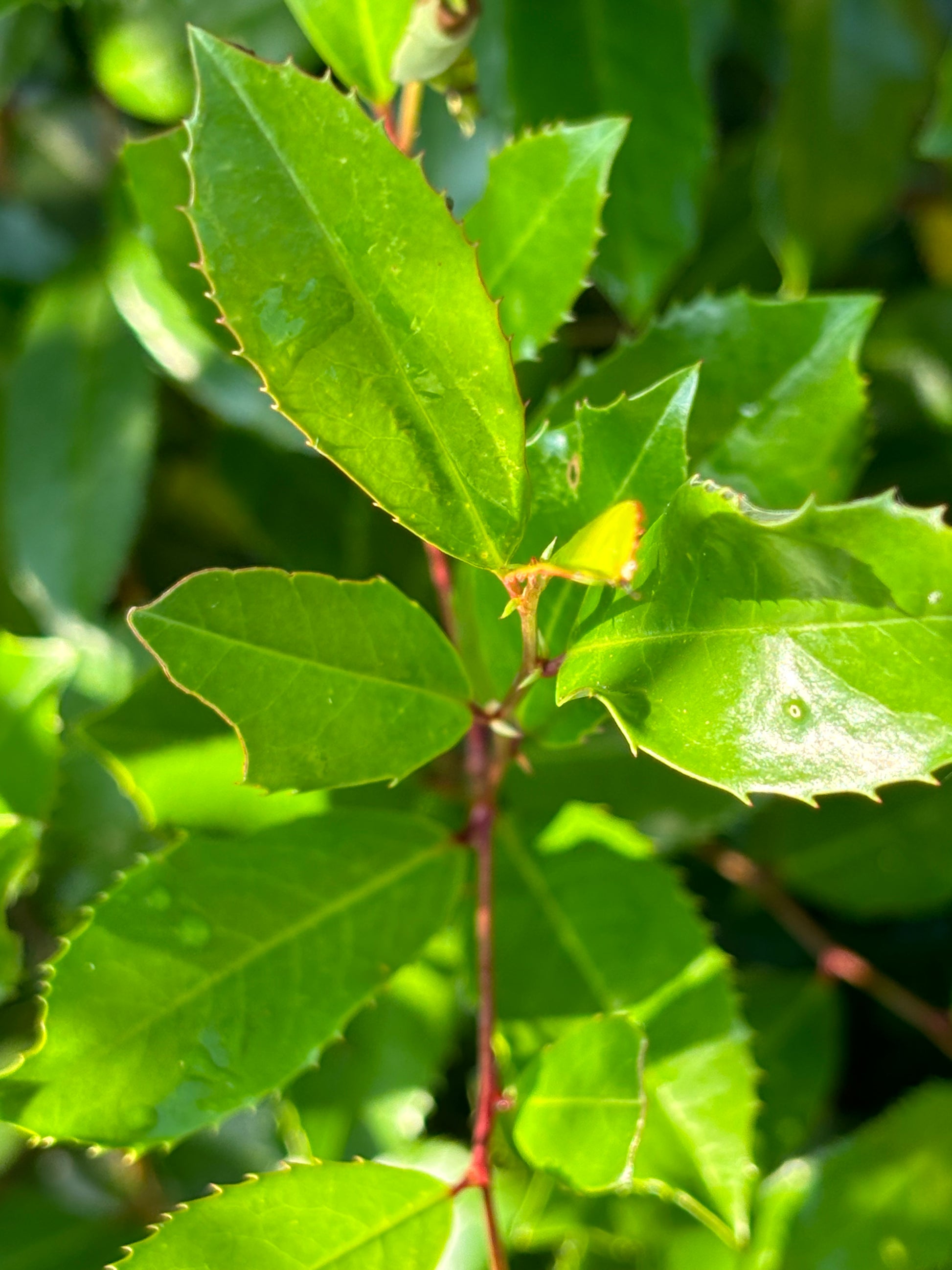 Cherry laurel tree is host plant for red spotted purple butterfly