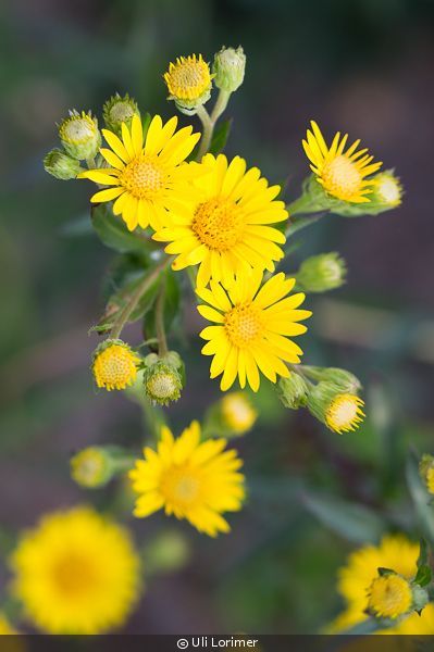 Chrysopsis "Golden Aster"