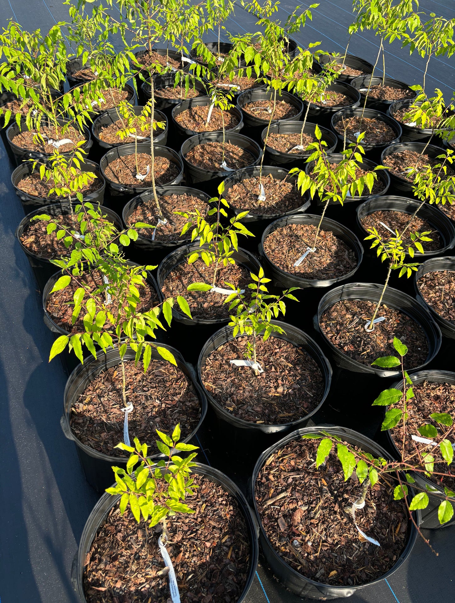 Eden of Wings offers a grand quantity of zanthoxylum clava herculis