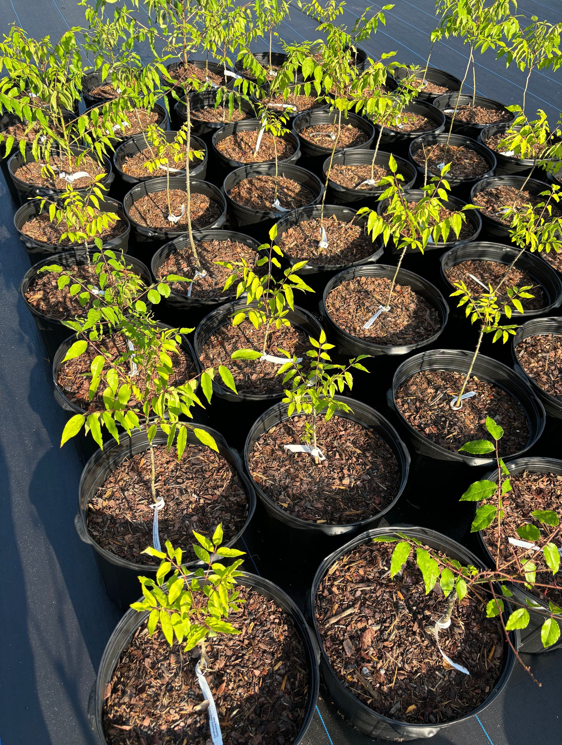 Eden of Wings offers a grand quantity of zanthoxylum clava herculis