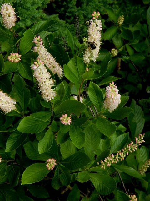 Clethra Alnifolia "Sweet Pepperbush"