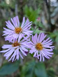 Symphyotrichum Carolinianus "Climbing Aster"