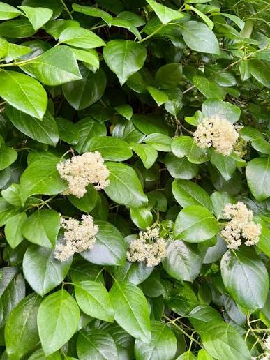 Decumara Barbara "Climbing Hydrangea"
