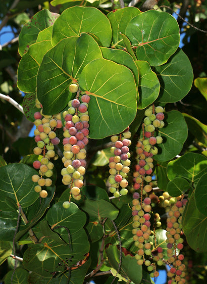 Coccoloba Uvifera "Sea Grape"