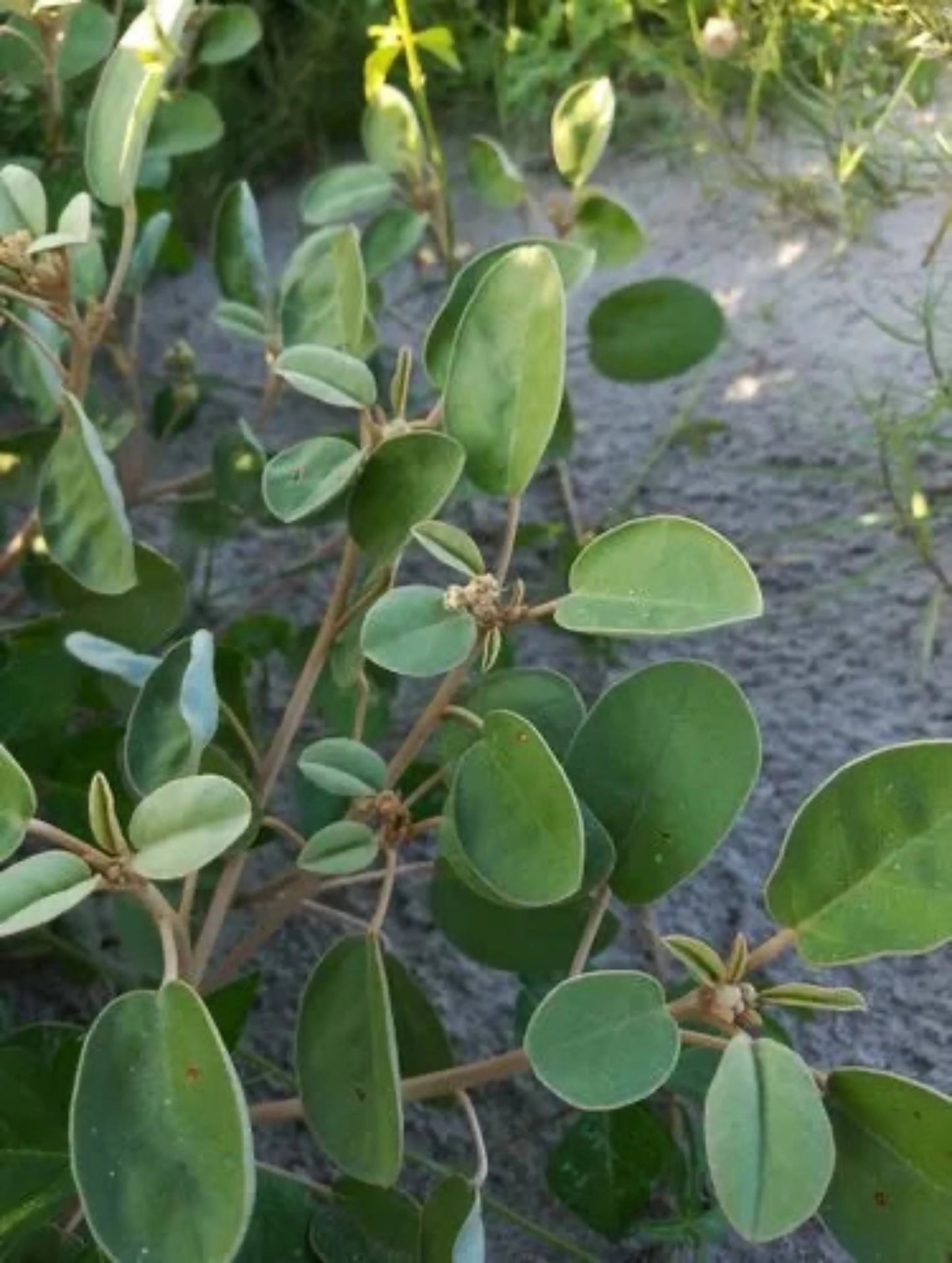 Croton punctatus " beach croton" is the host plant for Florida Leafwing butterfly