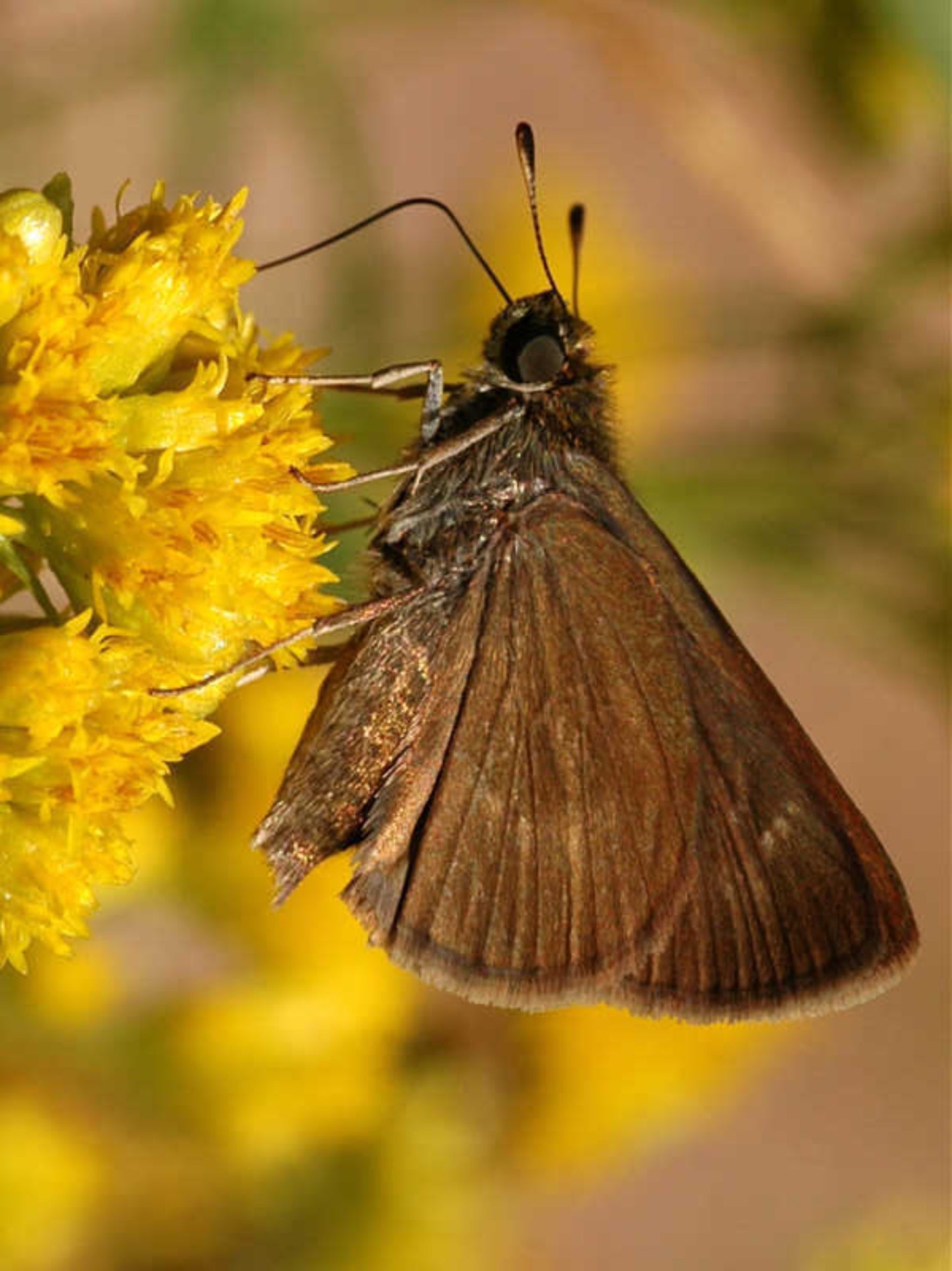 dun skipper butterfly on his host plant