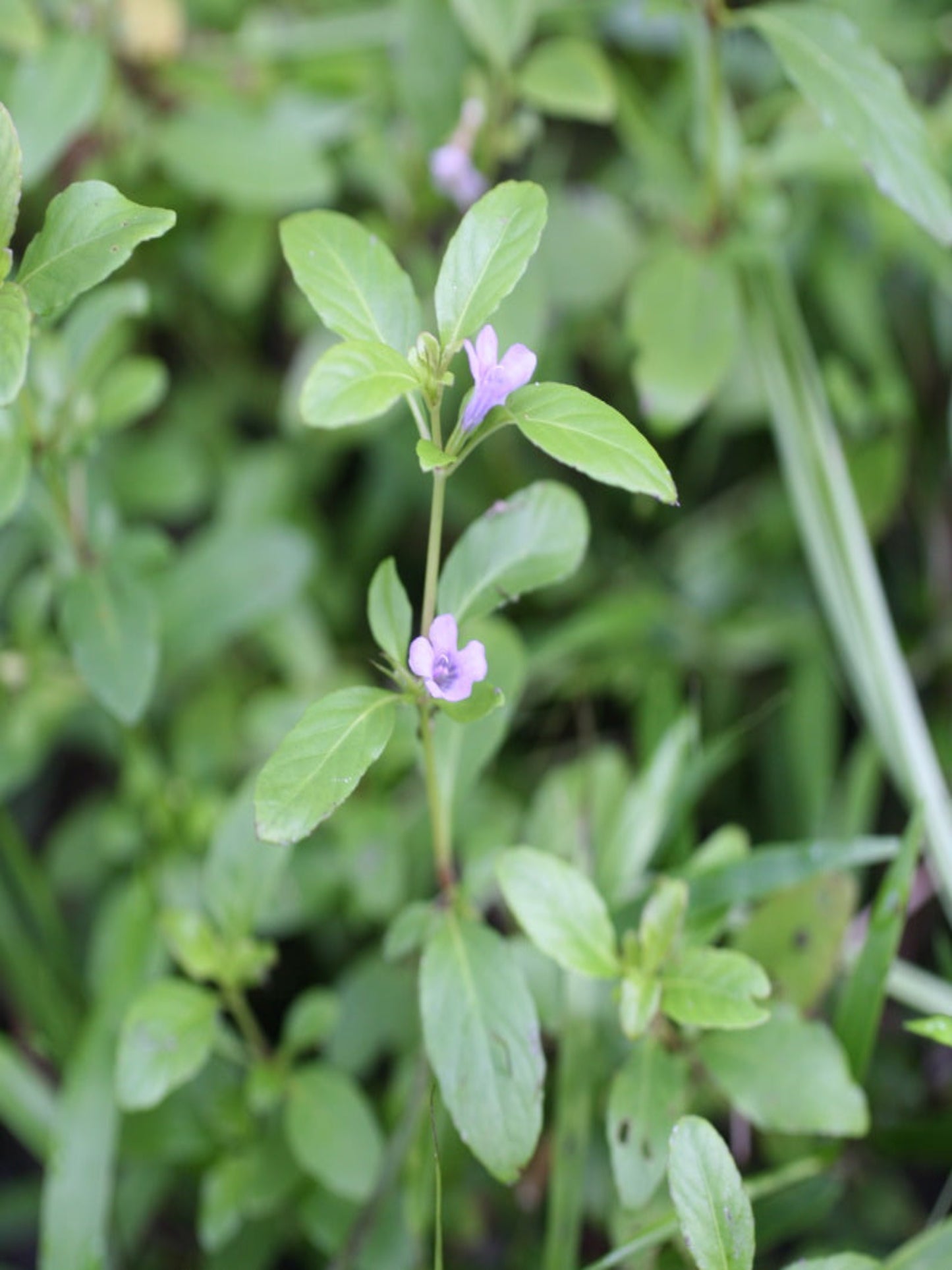 dyschoriste humistrata "swamp twinflower" is the host plant for Buckeye butterfly ( Junonia Coenia )
