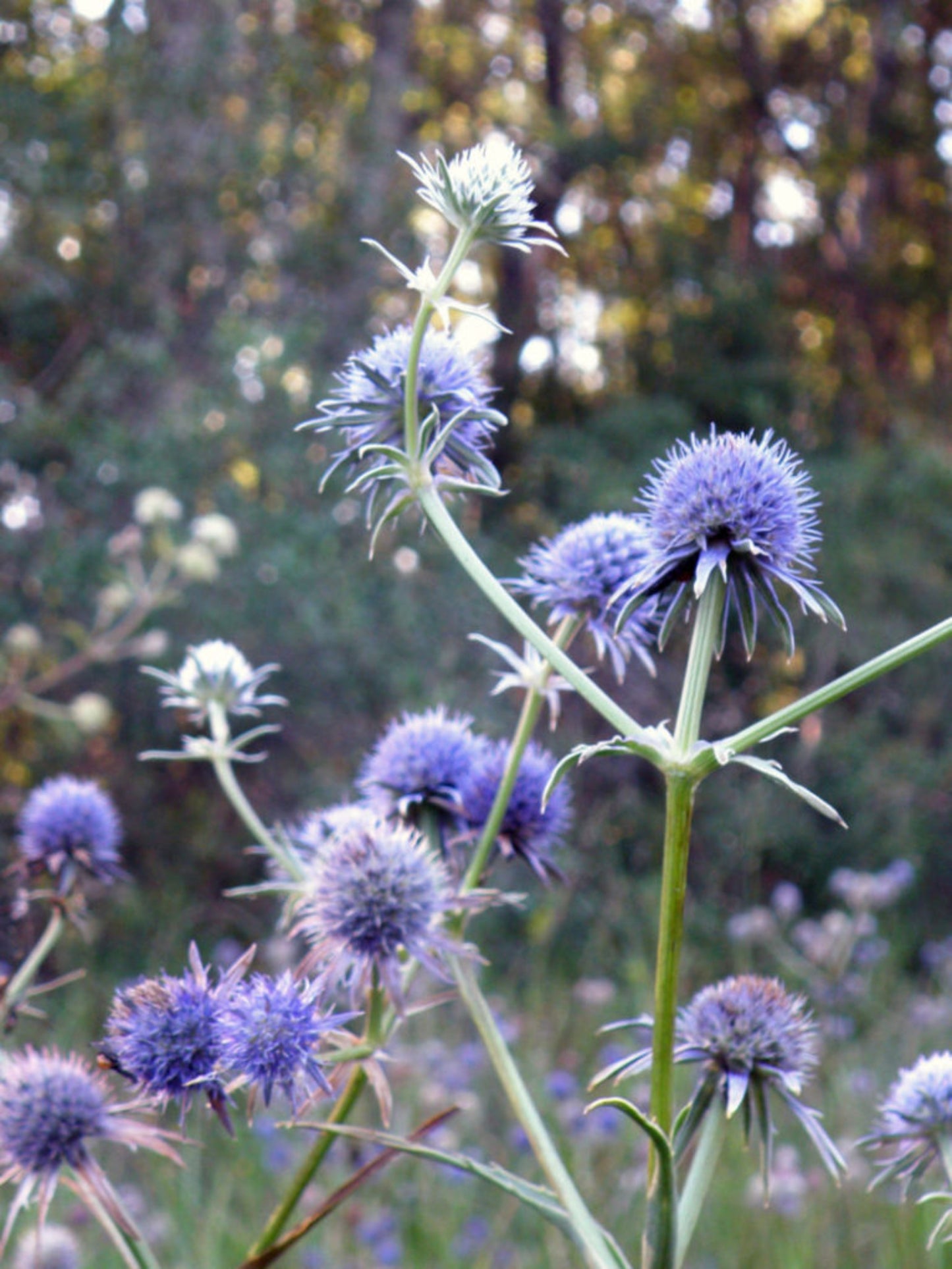 eryngium aquaticum host plant for black swallowtail butterfly