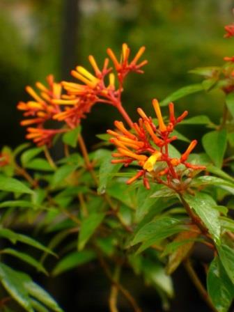 Hamelia Patens "Firebush"