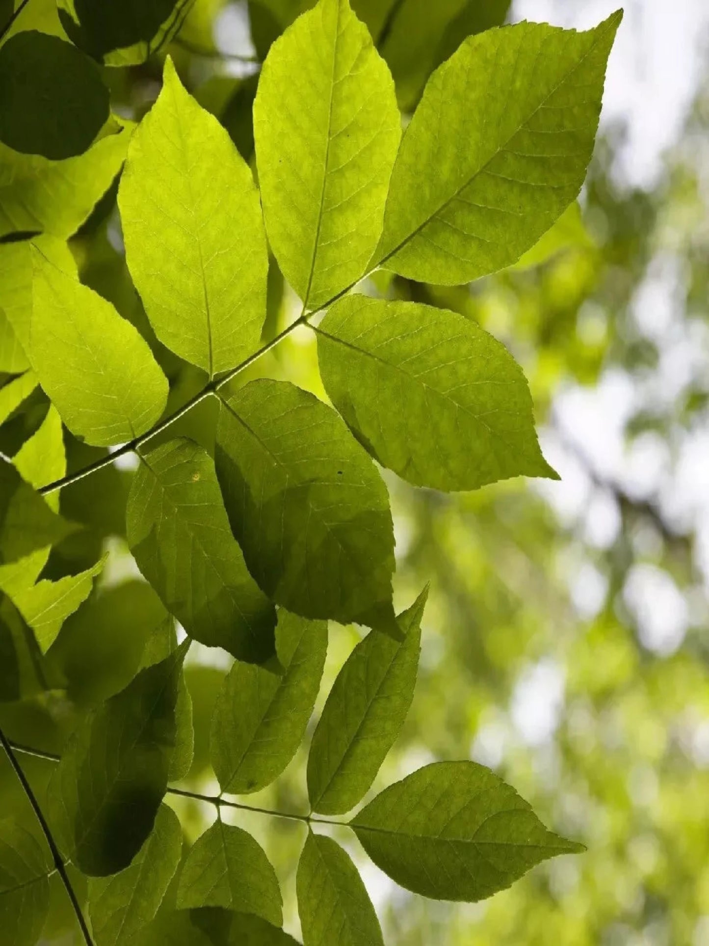 fraxinus americanus " white ash" host plant for viceroy