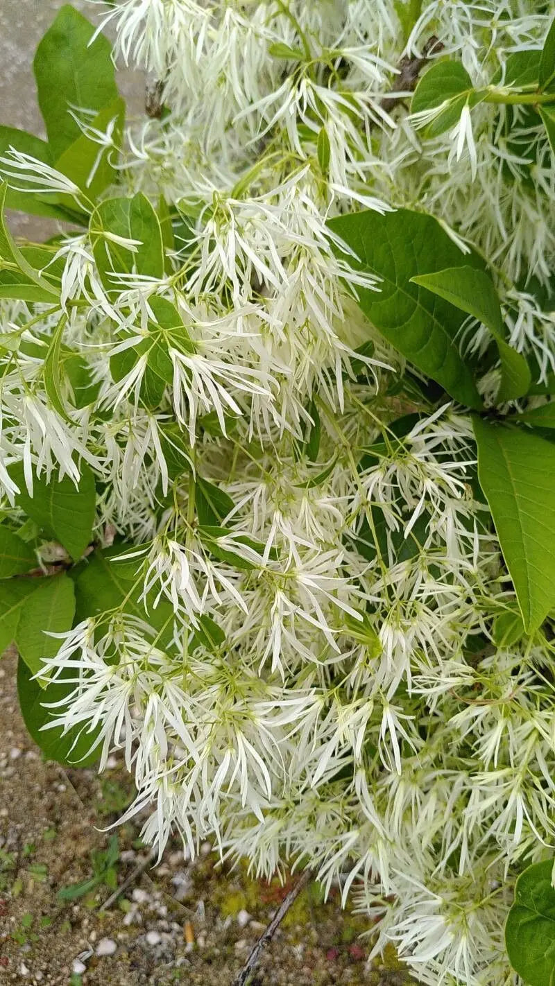 Chionanthus Virginicus "Fringe Tree"