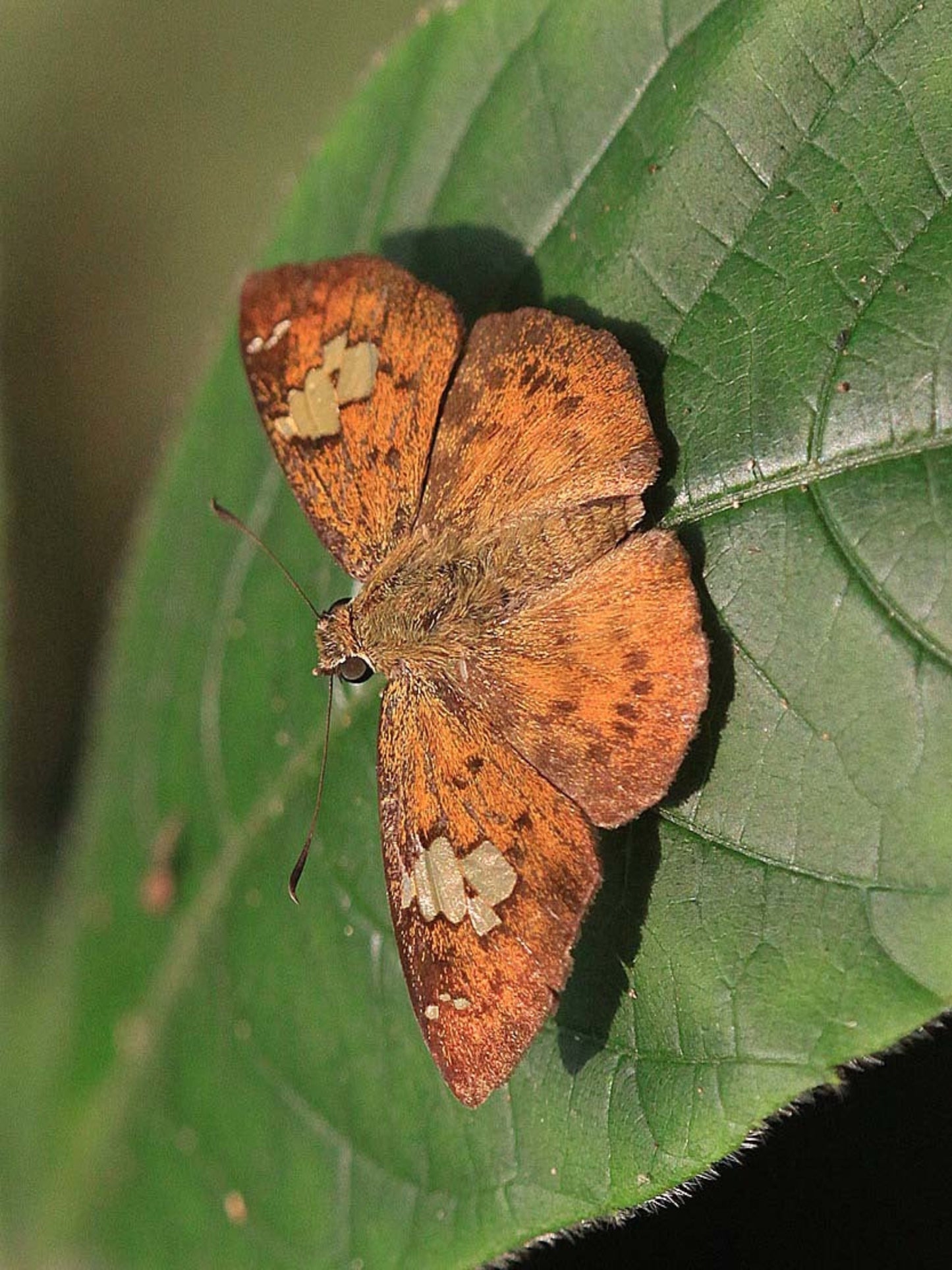 fulvous butterfly uses creeping sage as a host plant