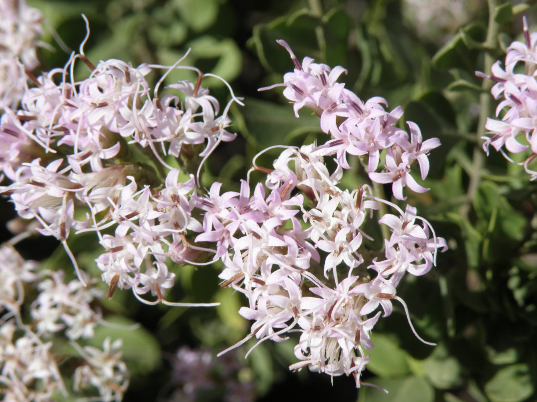 Garberia Heterophylla "Garberia"
