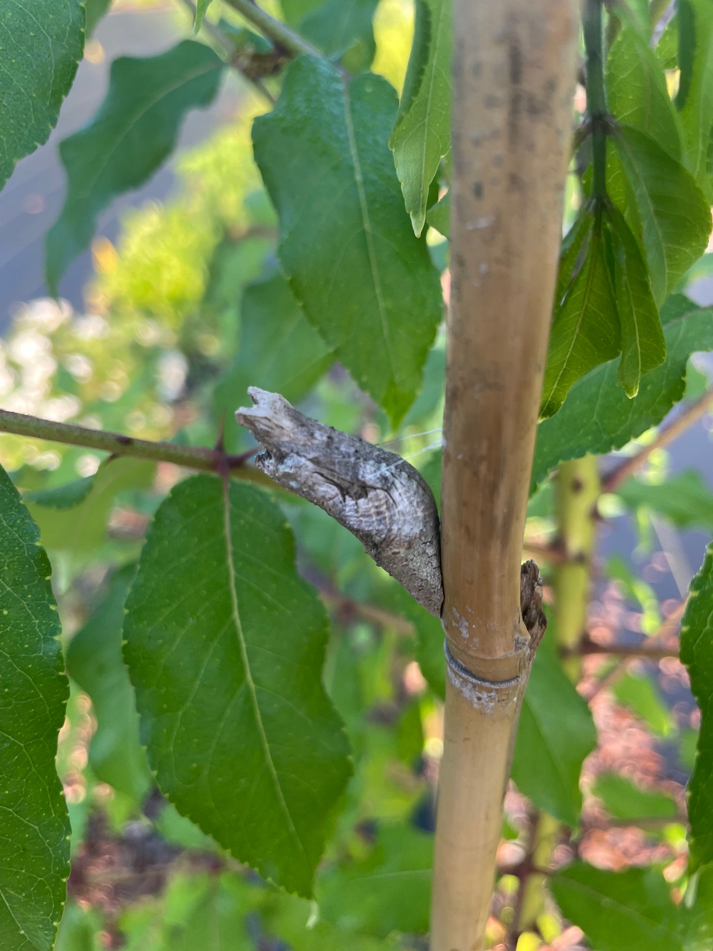 giant swallowtail caterpillar on toothache tree at Eden of Wings, FL